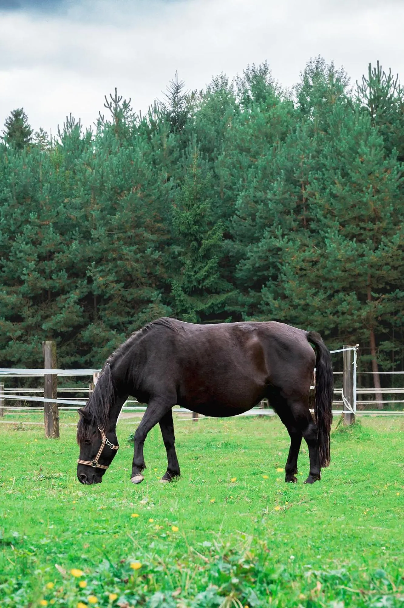 Animals in Zajazd Chyżne