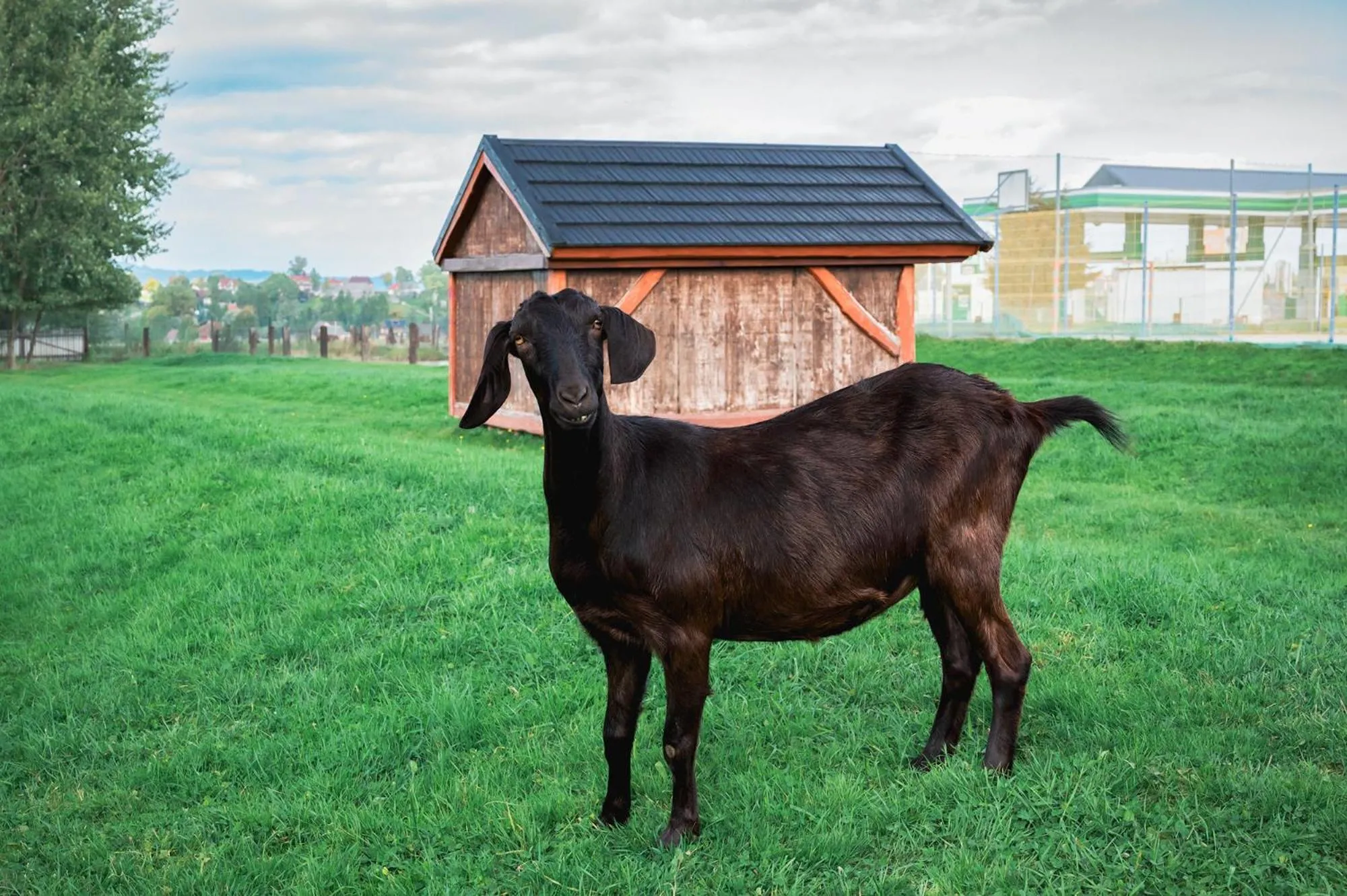 Animals in Zajazd Chyżne