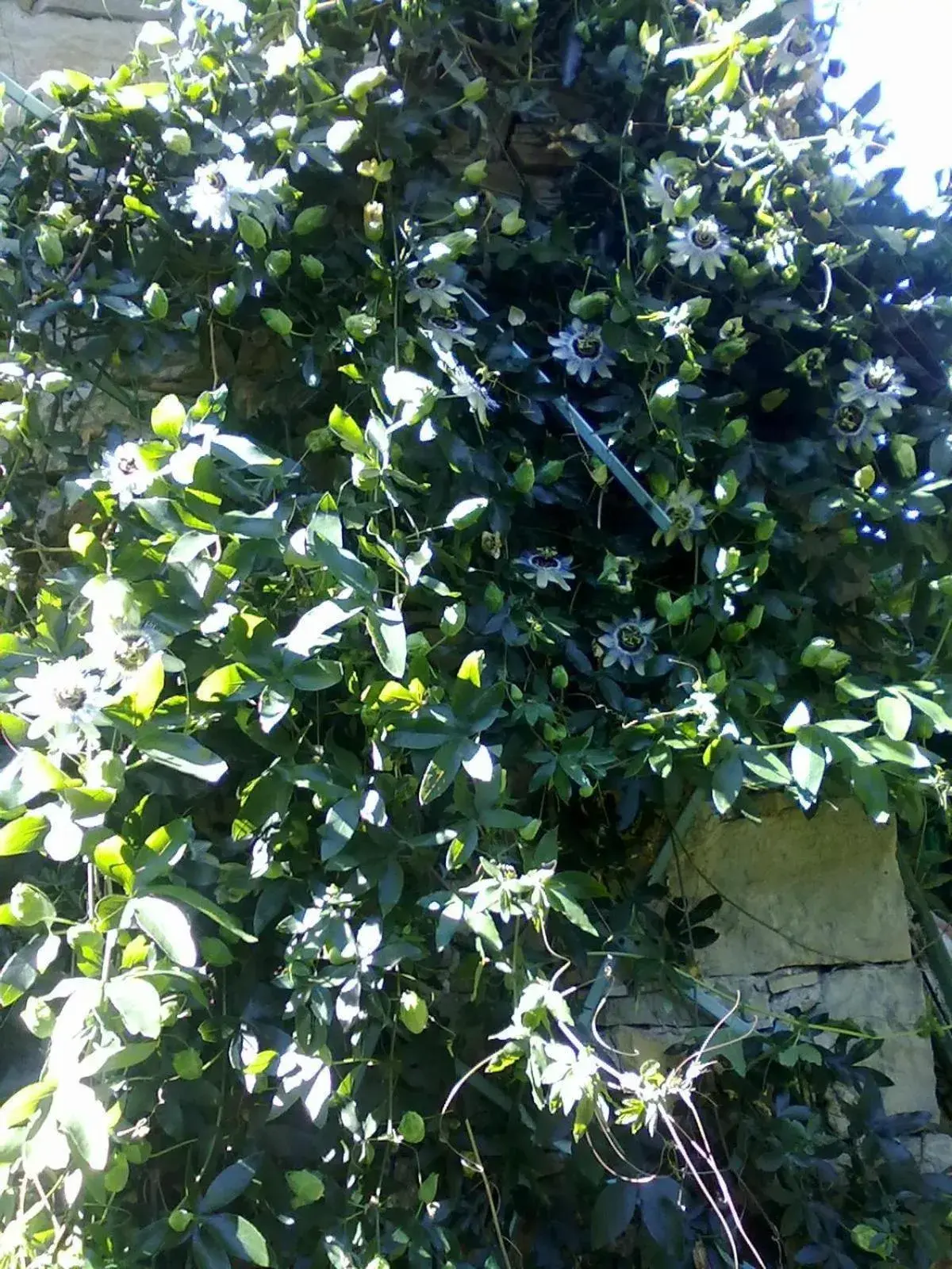 King Room in Monpoupon King Room in Monpoupon