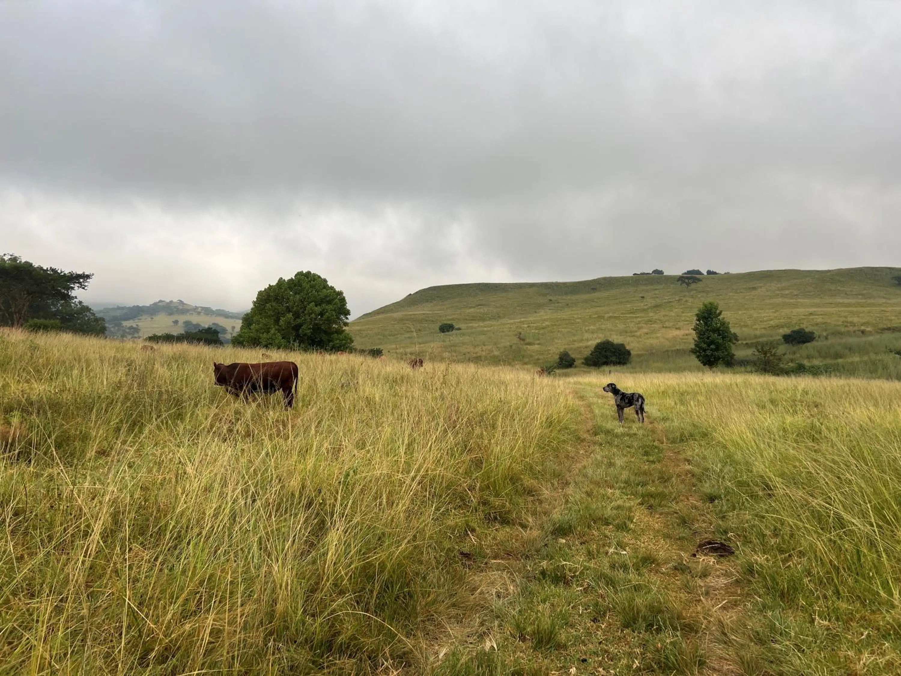 Natural landscape in Wyford Farm