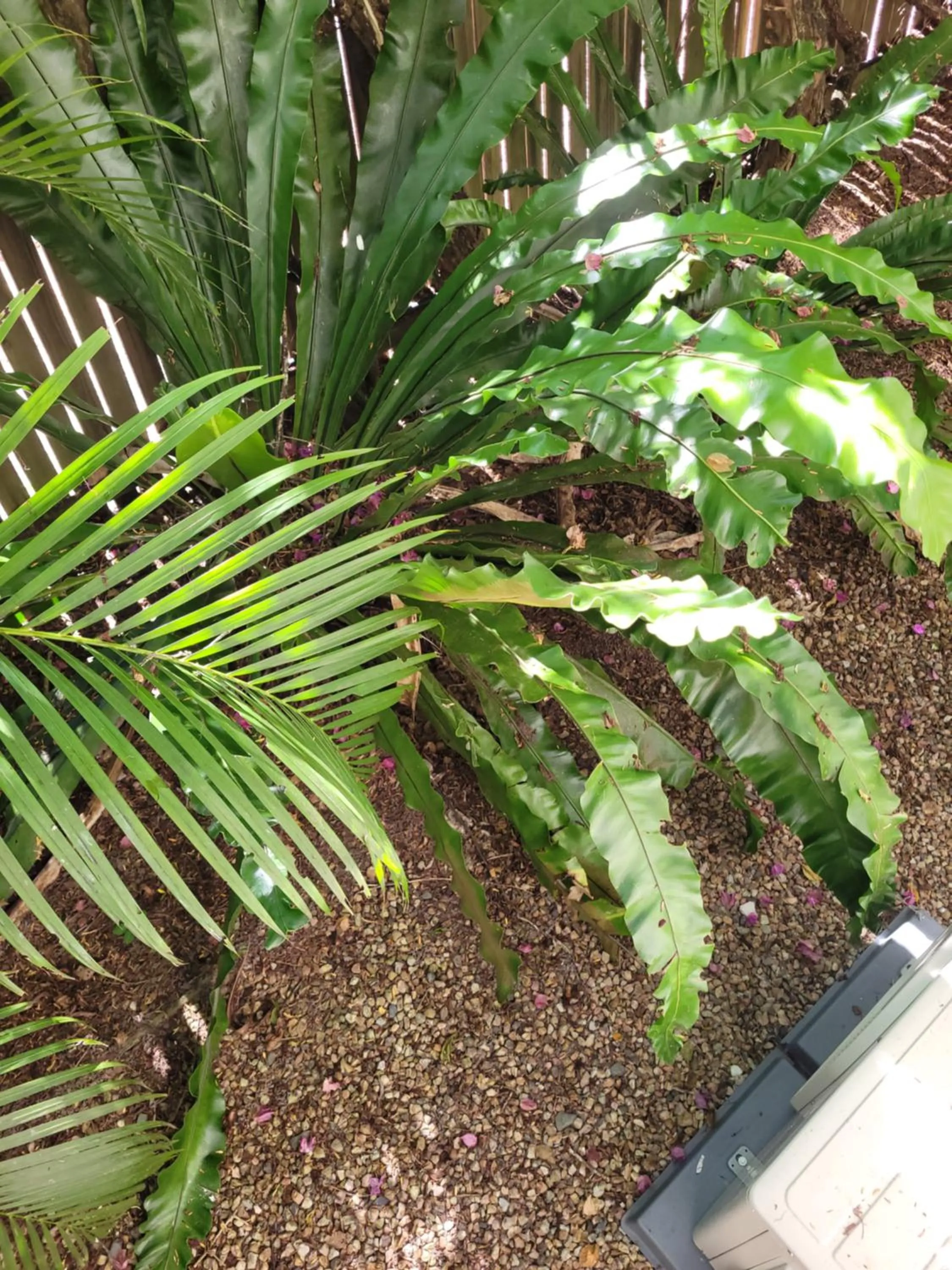 Garden in Travellers Paradise