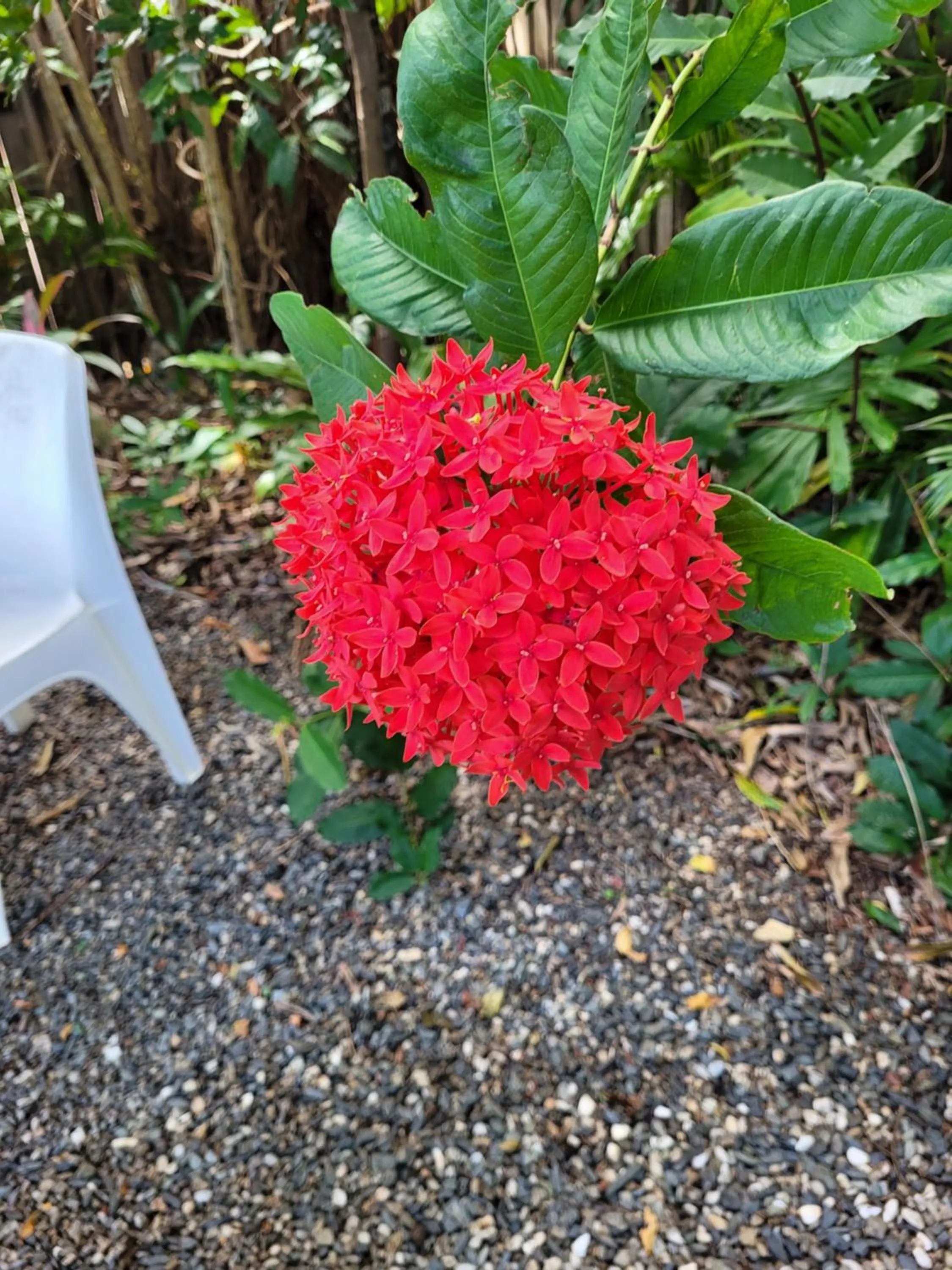 Garden in Travellers Paradise