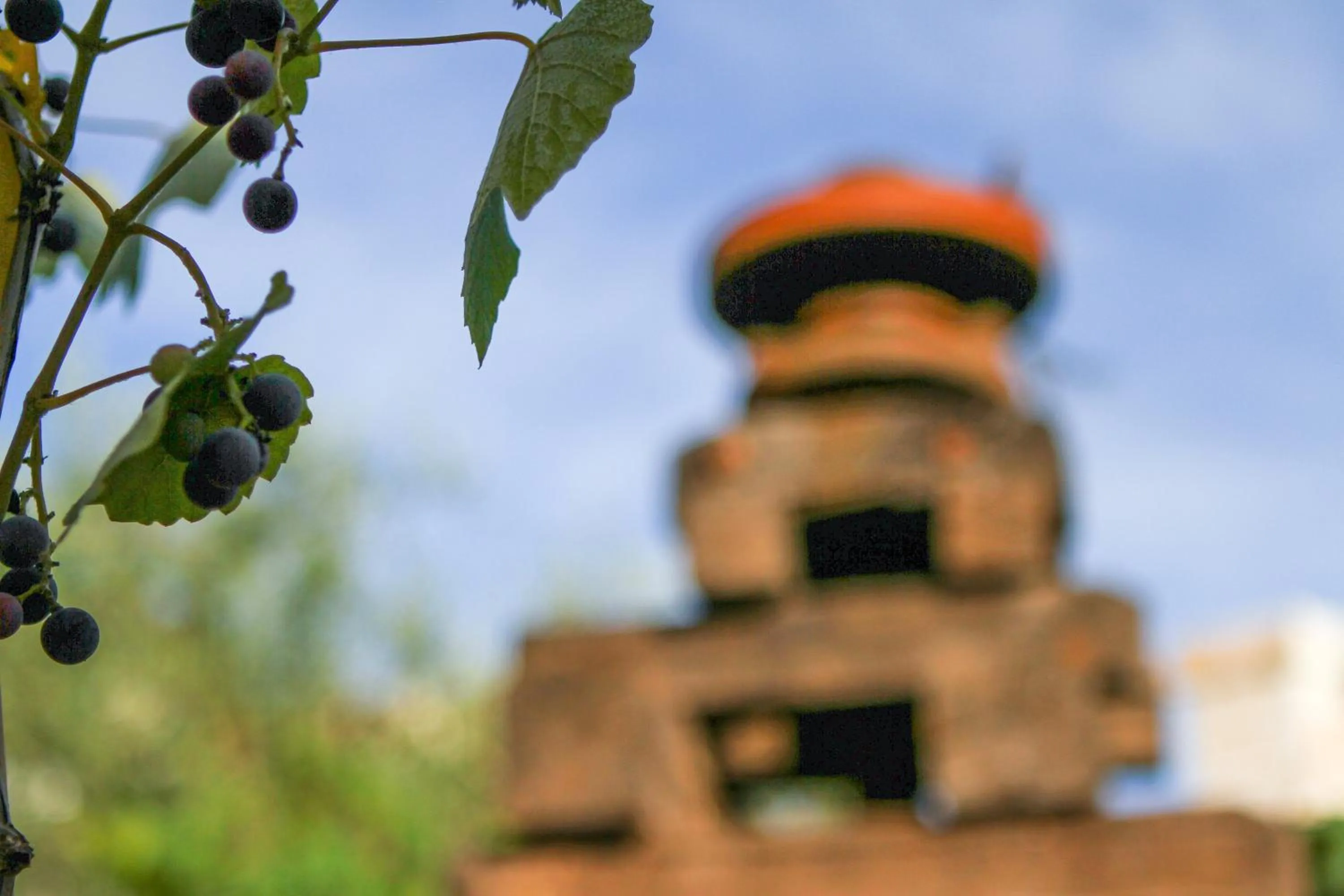Garden in Corte Trullo Sovrano B&B