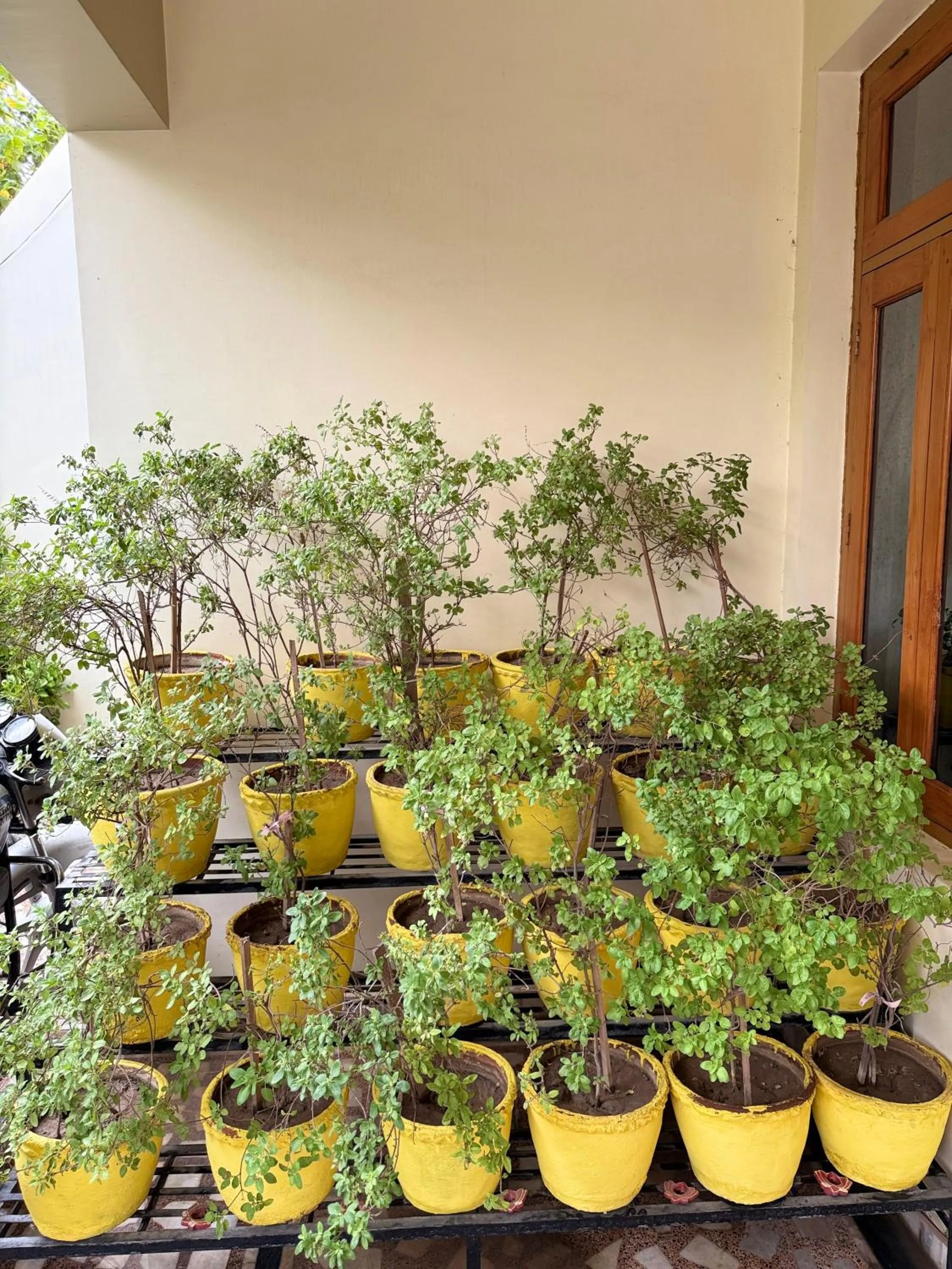 Spring in Madhuraj Villa Homestay