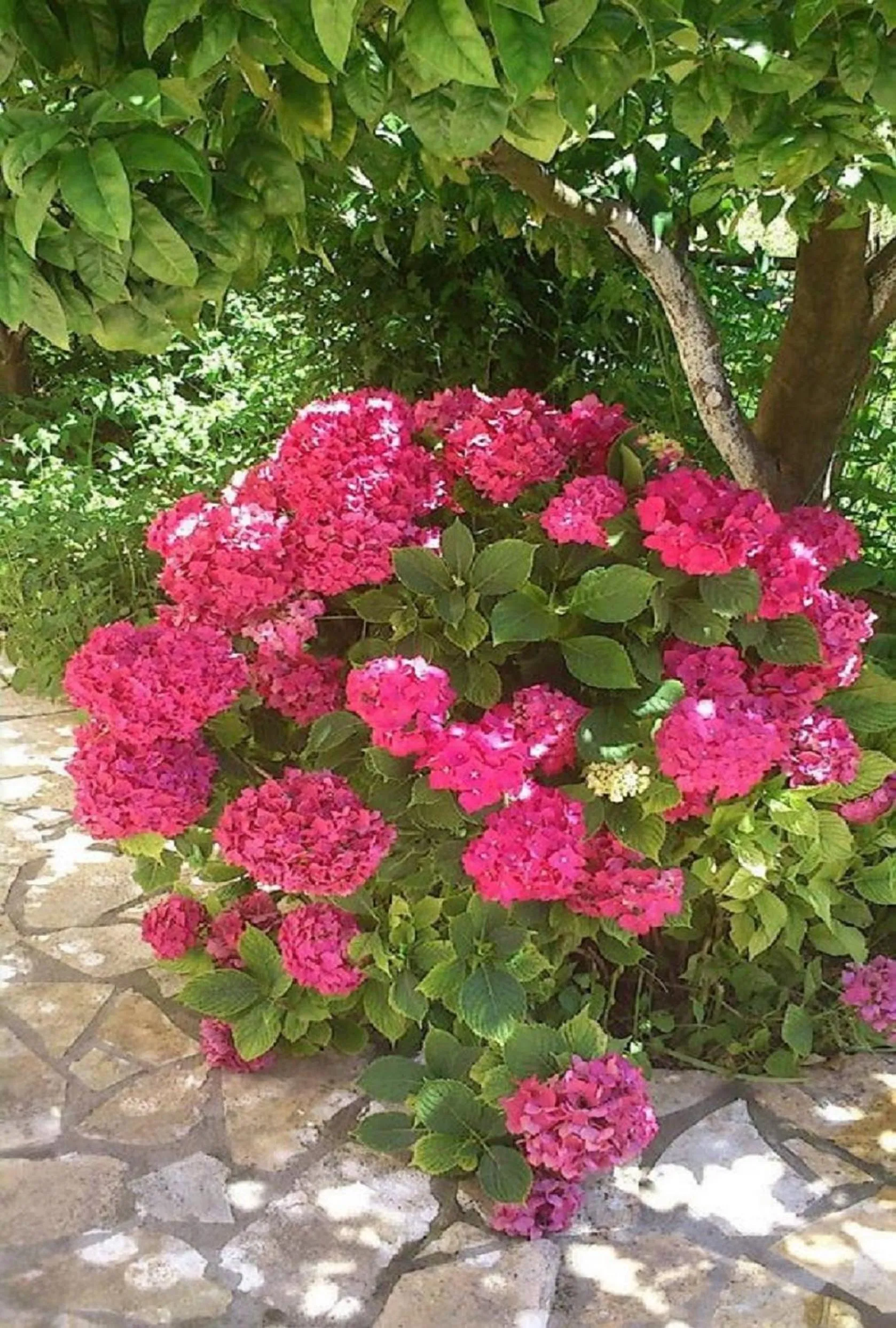 Spring in Roda Pearl Resort