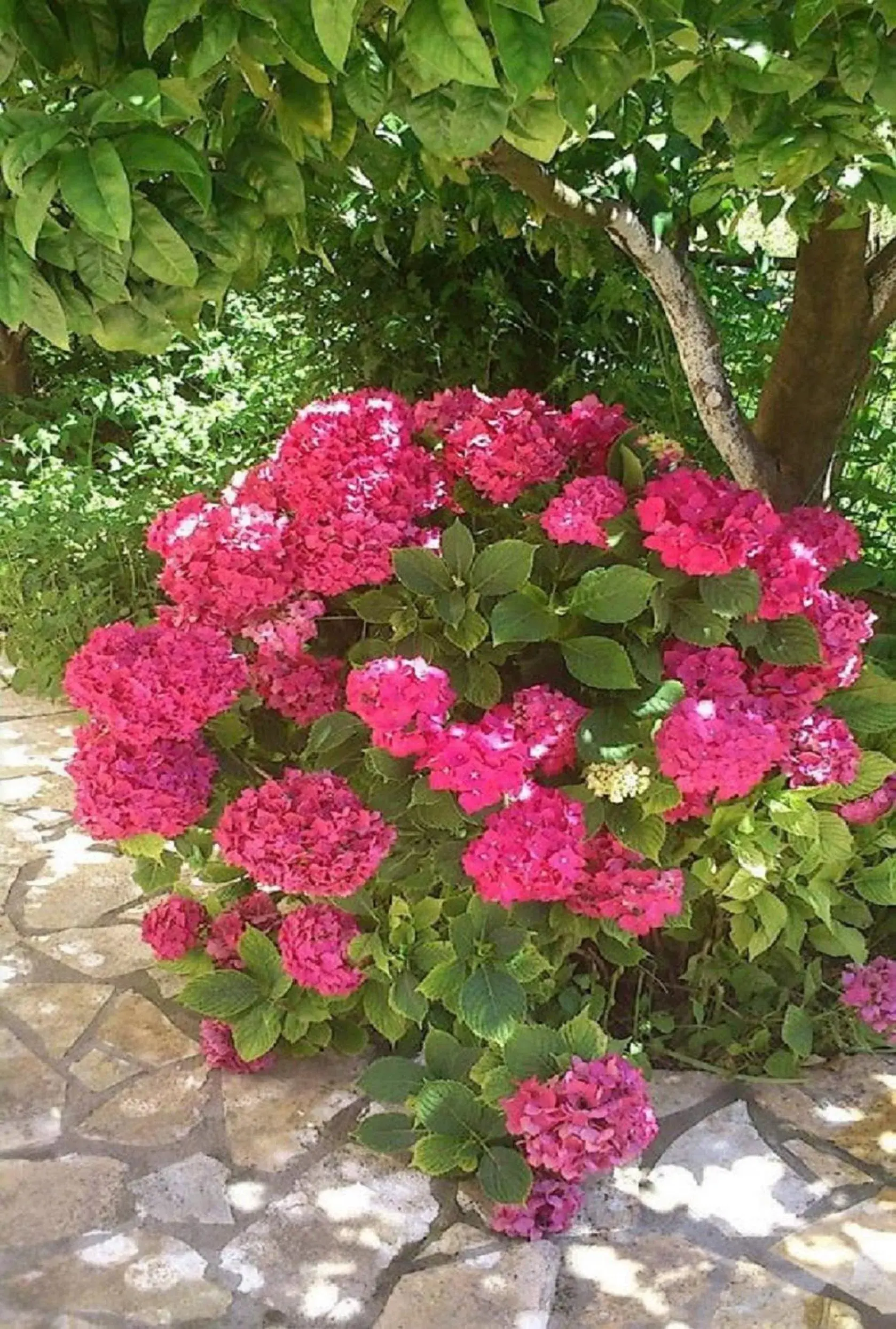 Spring in Roda Pearl Resort Spring in Roda Pearl Resort