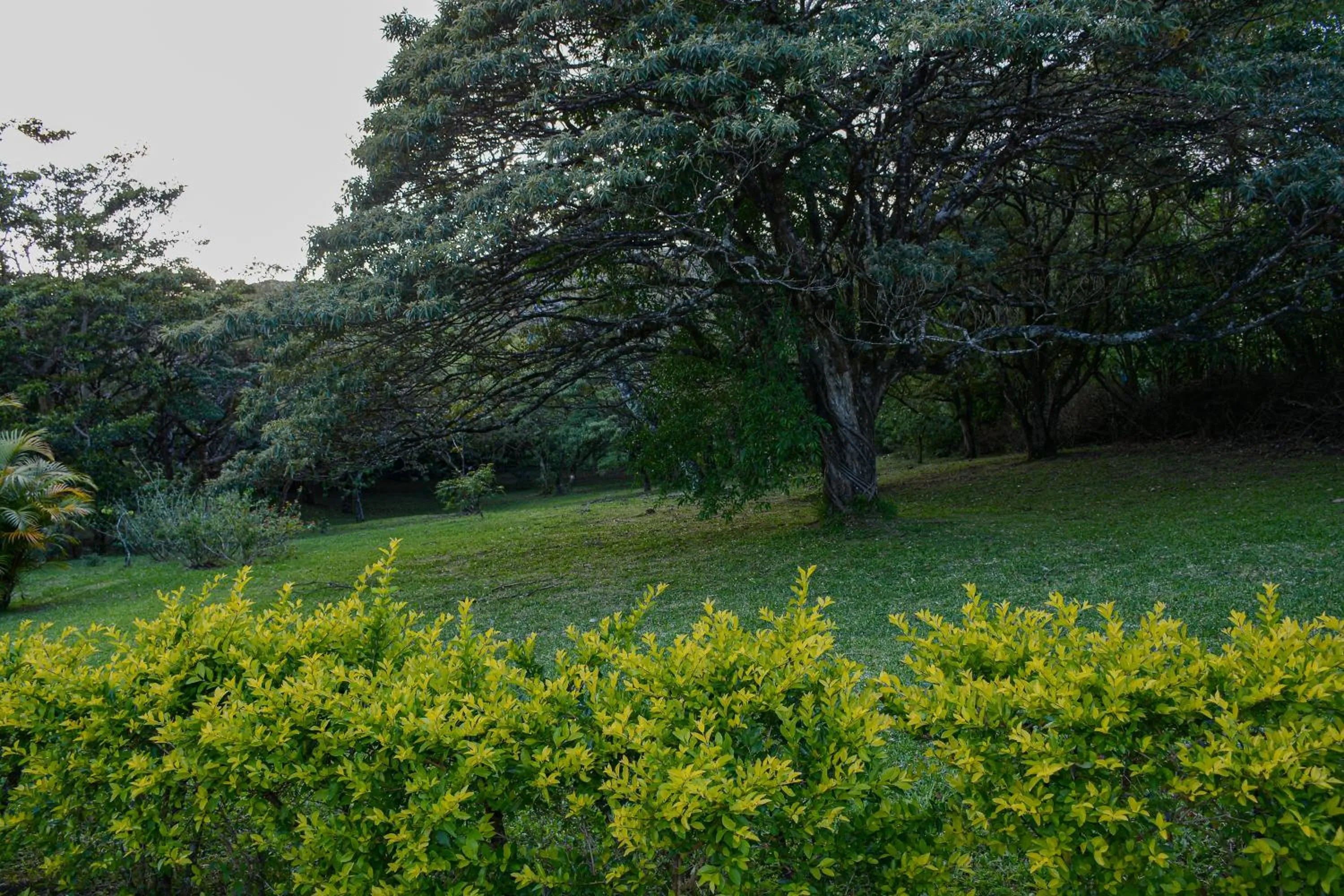 Garden in Las Marias Monteverde - Mountain View Cottages & Gardens
