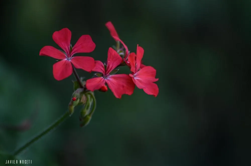 Bungalows Punta Colorada