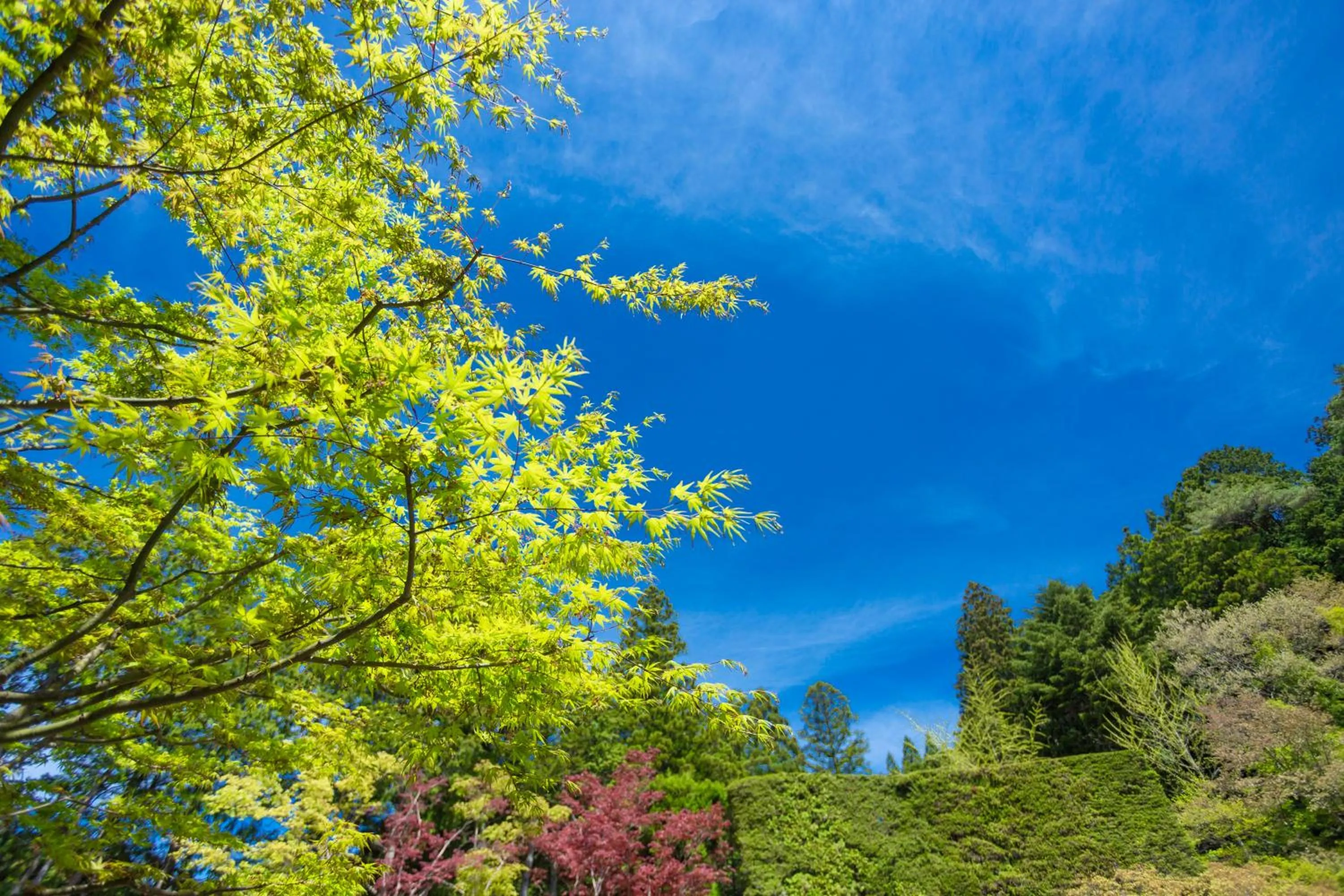 Day in 高野山 宿坊 総持院 -Koyasan Shukubo Sojiin-