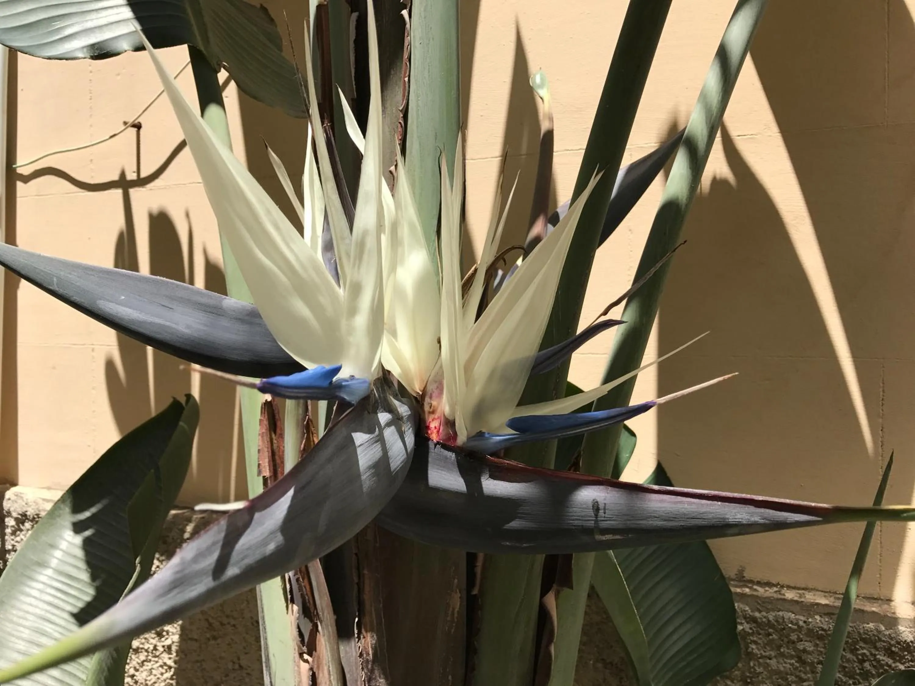 Decorative detail in Civico7