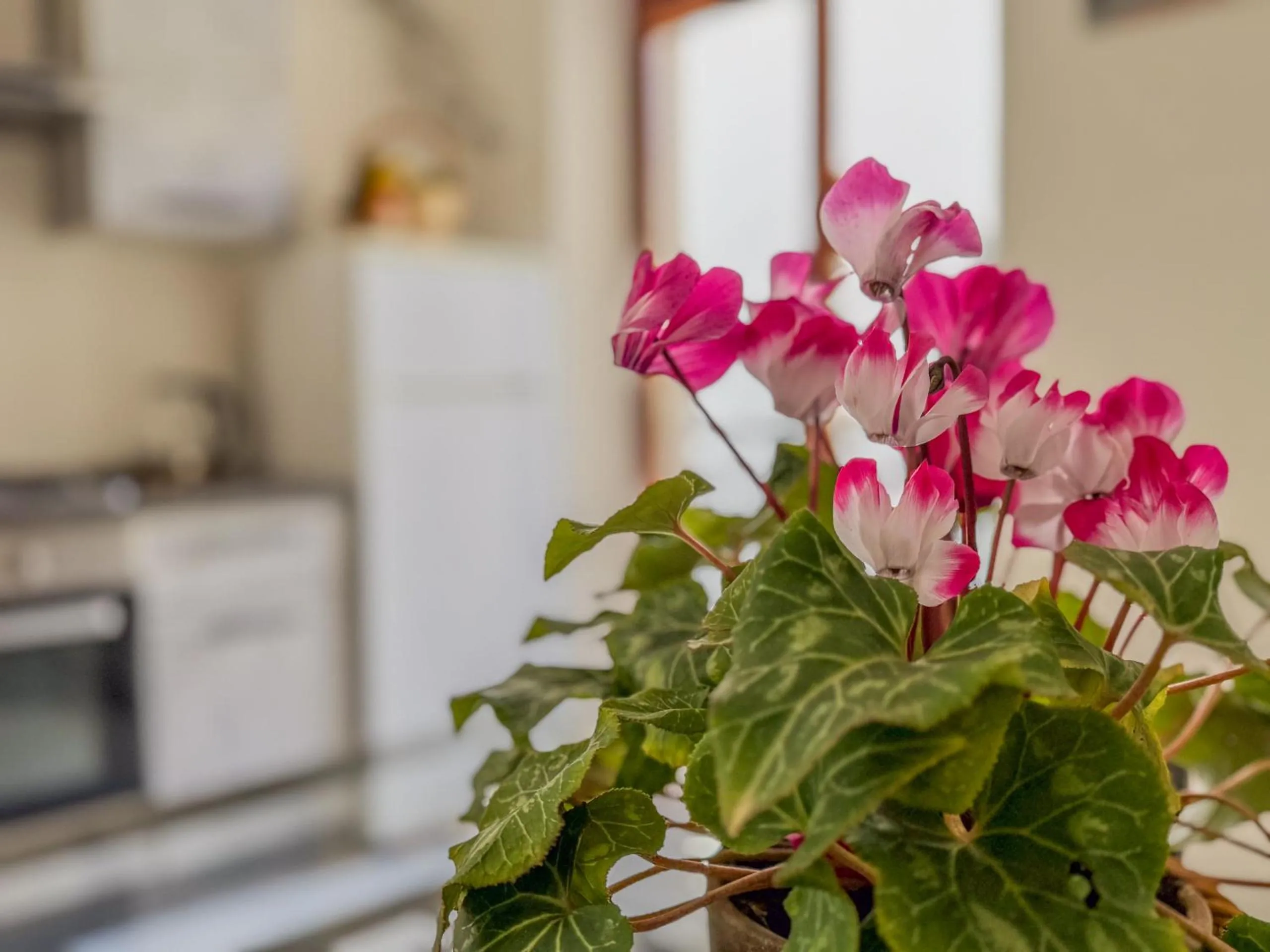 Kitchen or kitchenette in Il Cantuccio