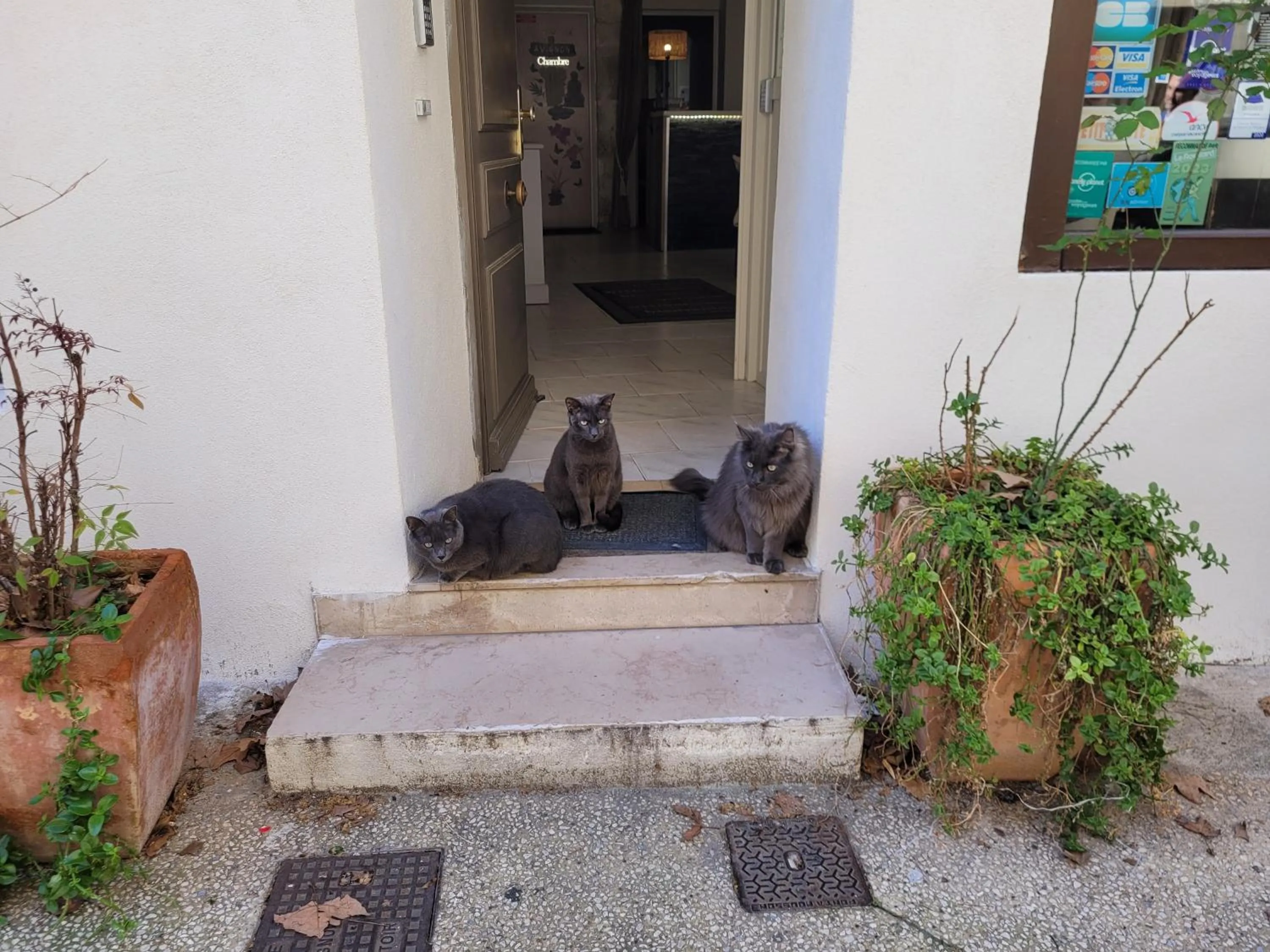 Pets in Hôtel Boquier, Avignon Centre