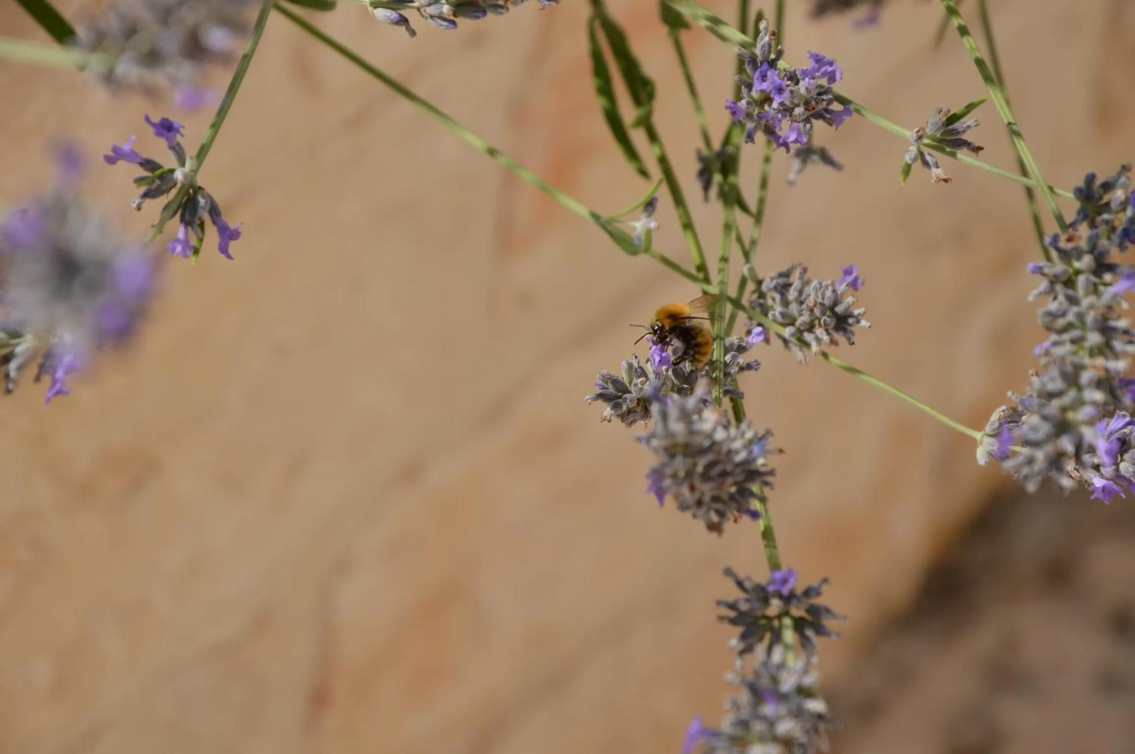 La Corticella Bed & Breakfast