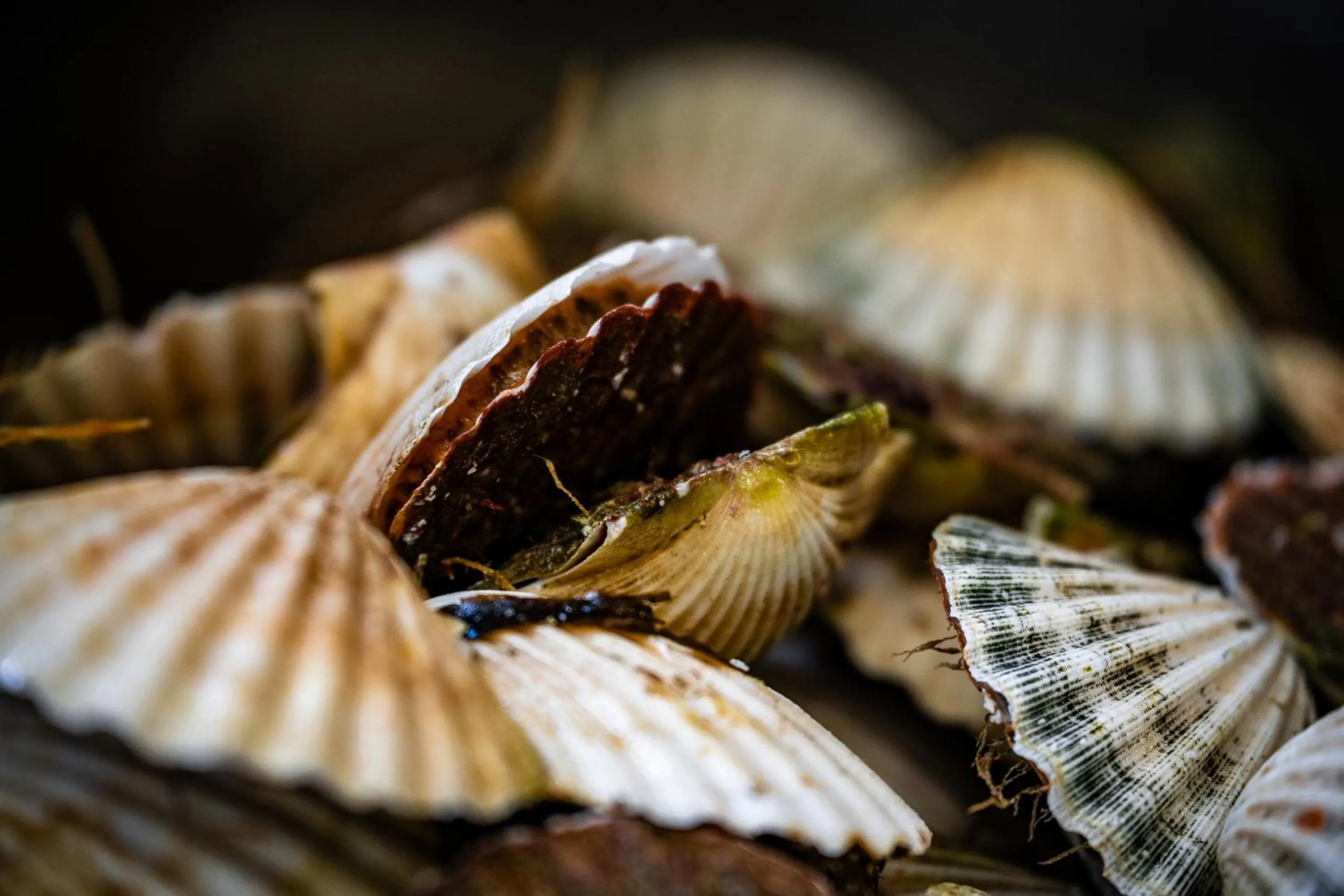 Food and drinks in Murray Arms Hotel and Seafood Restaurant, Orkney