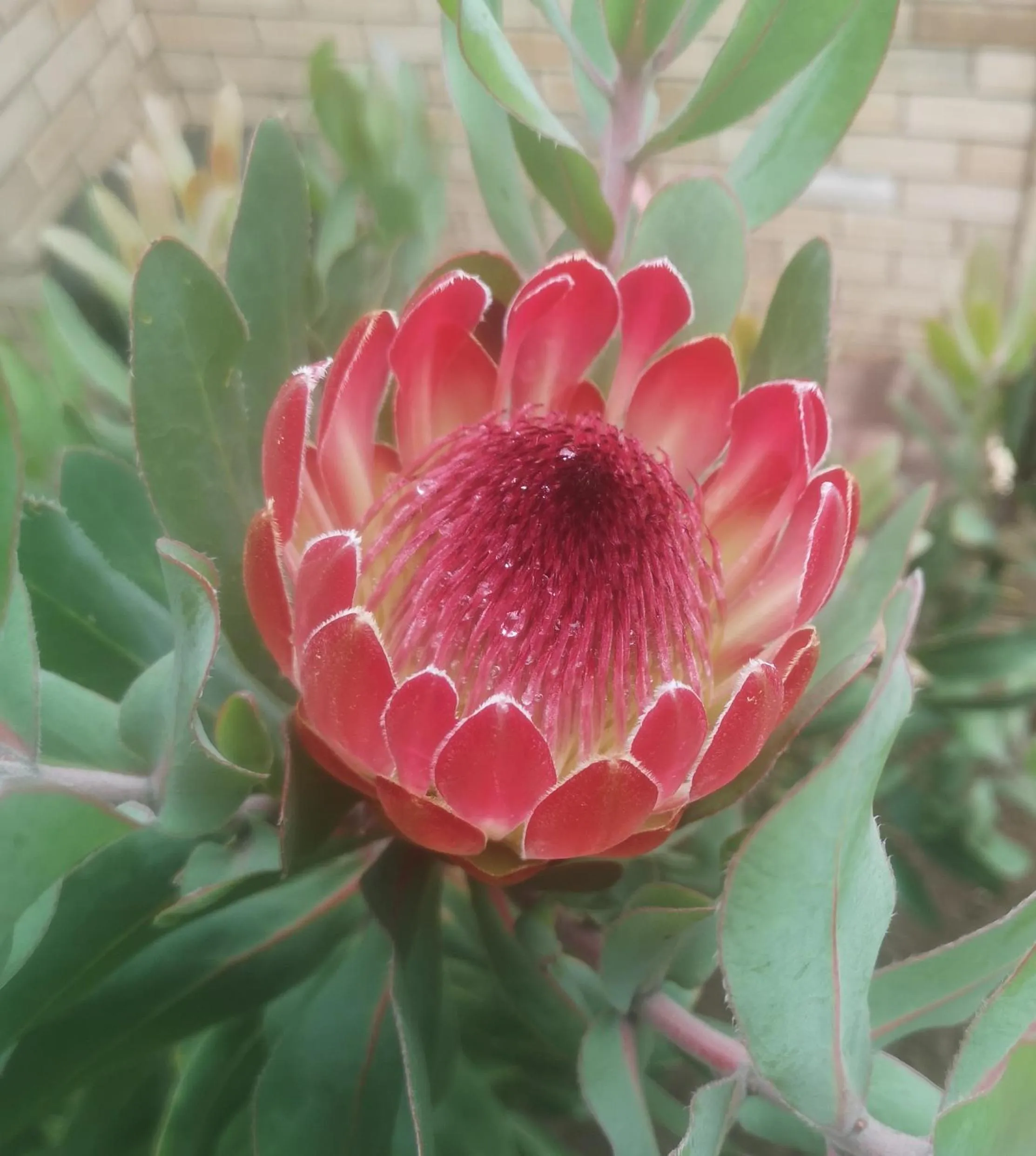 Garden in Eagles Nest