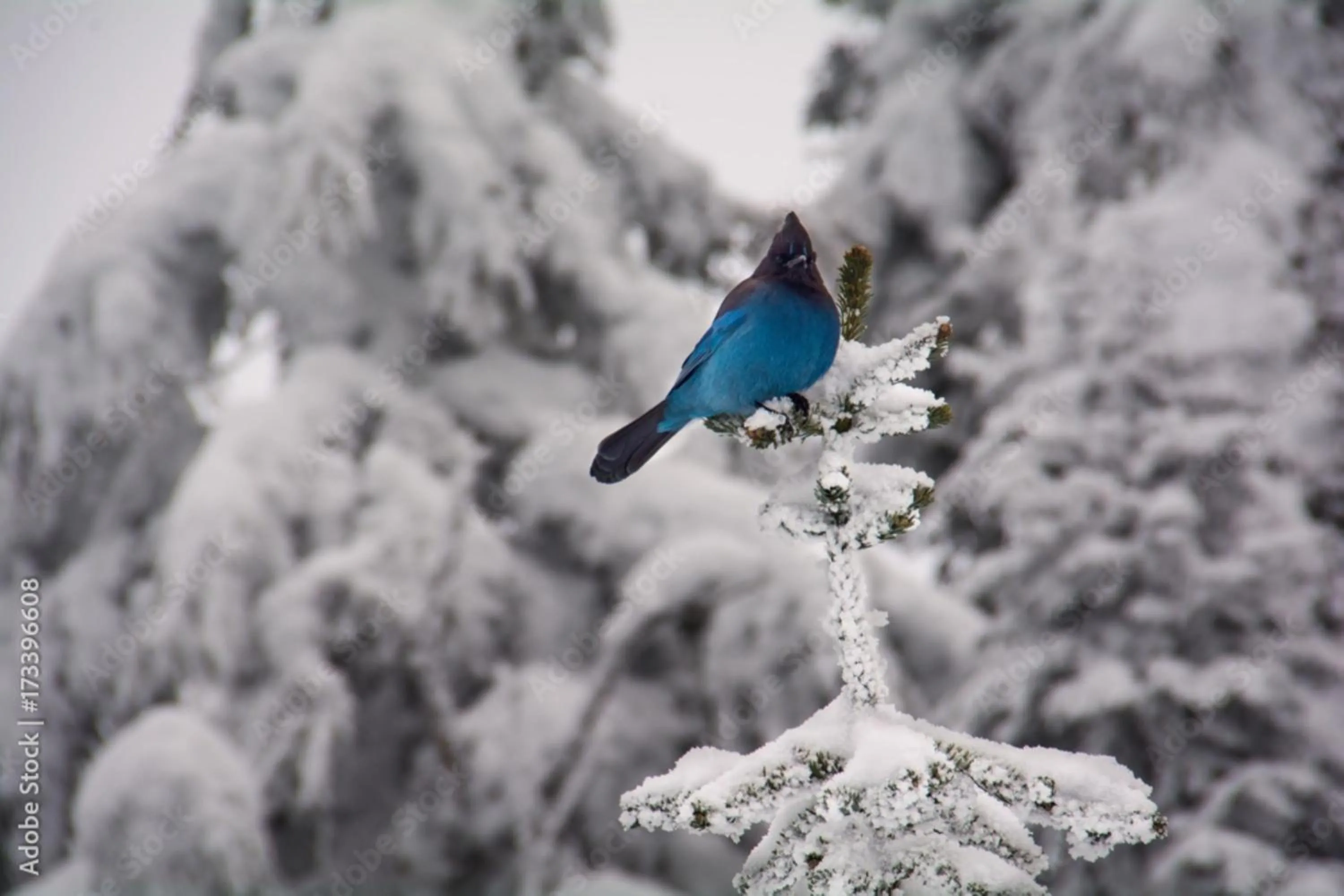Nearby landmark in Hotel Indigo North Conway by IHG