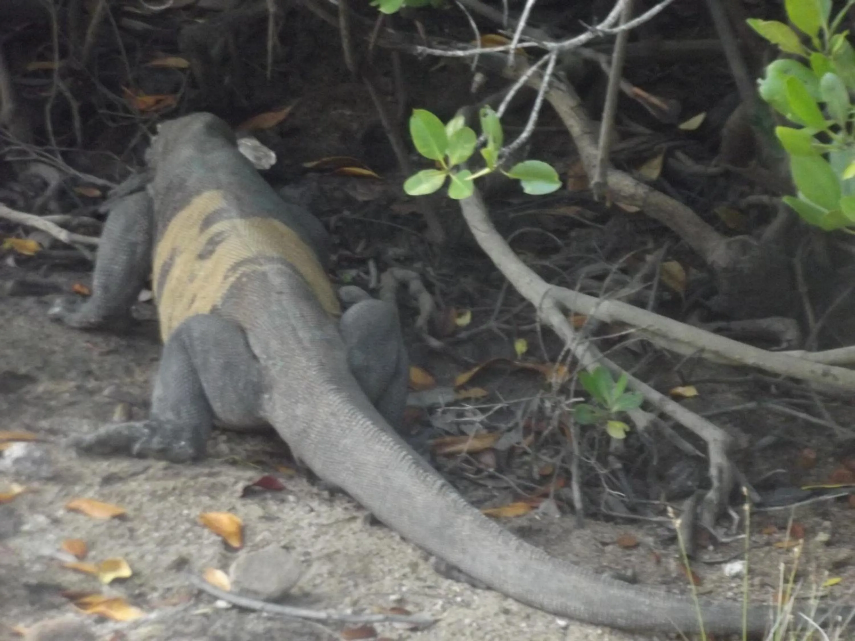 Natural landscape in Komodo Boutique Hotel