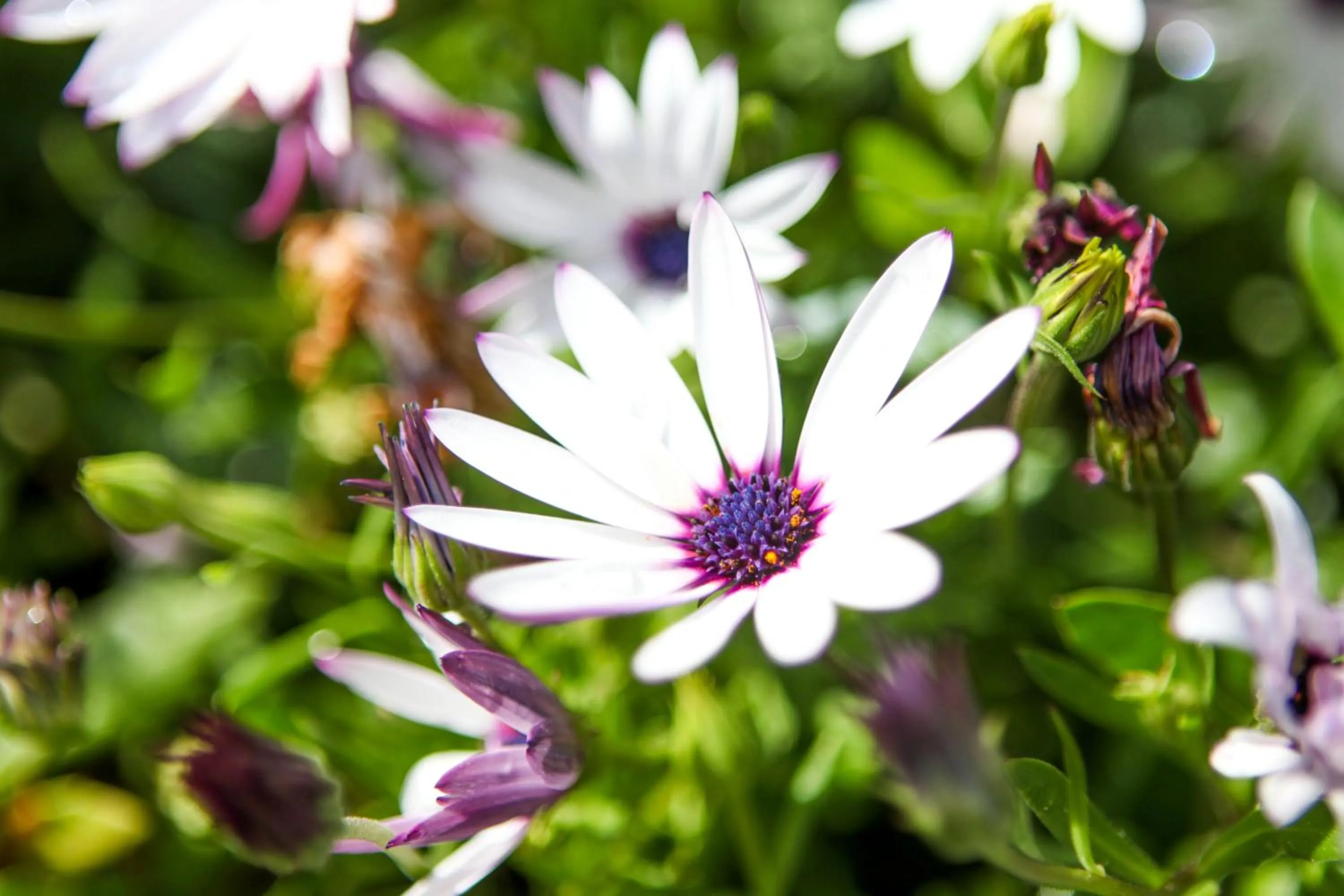 Garden in Winelands Villa Guesthouse and Cottages