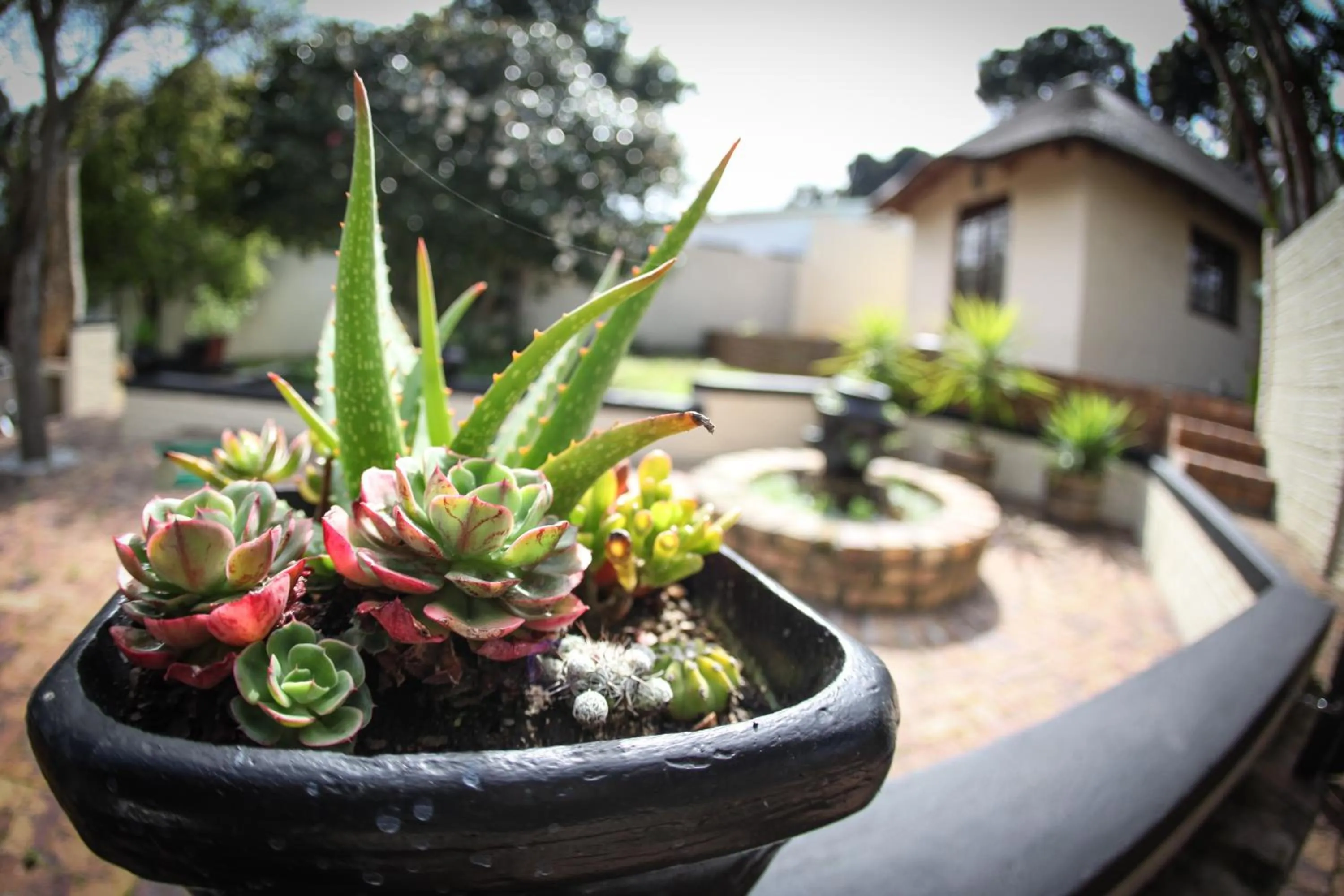 Natural landscape in Winelands Villa Guesthouse and Cottages