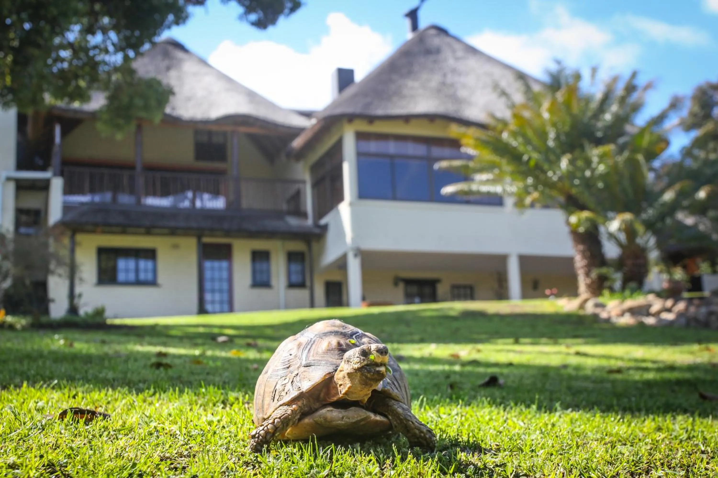 Garden view in Winelands Villa Guesthouse and Cottages