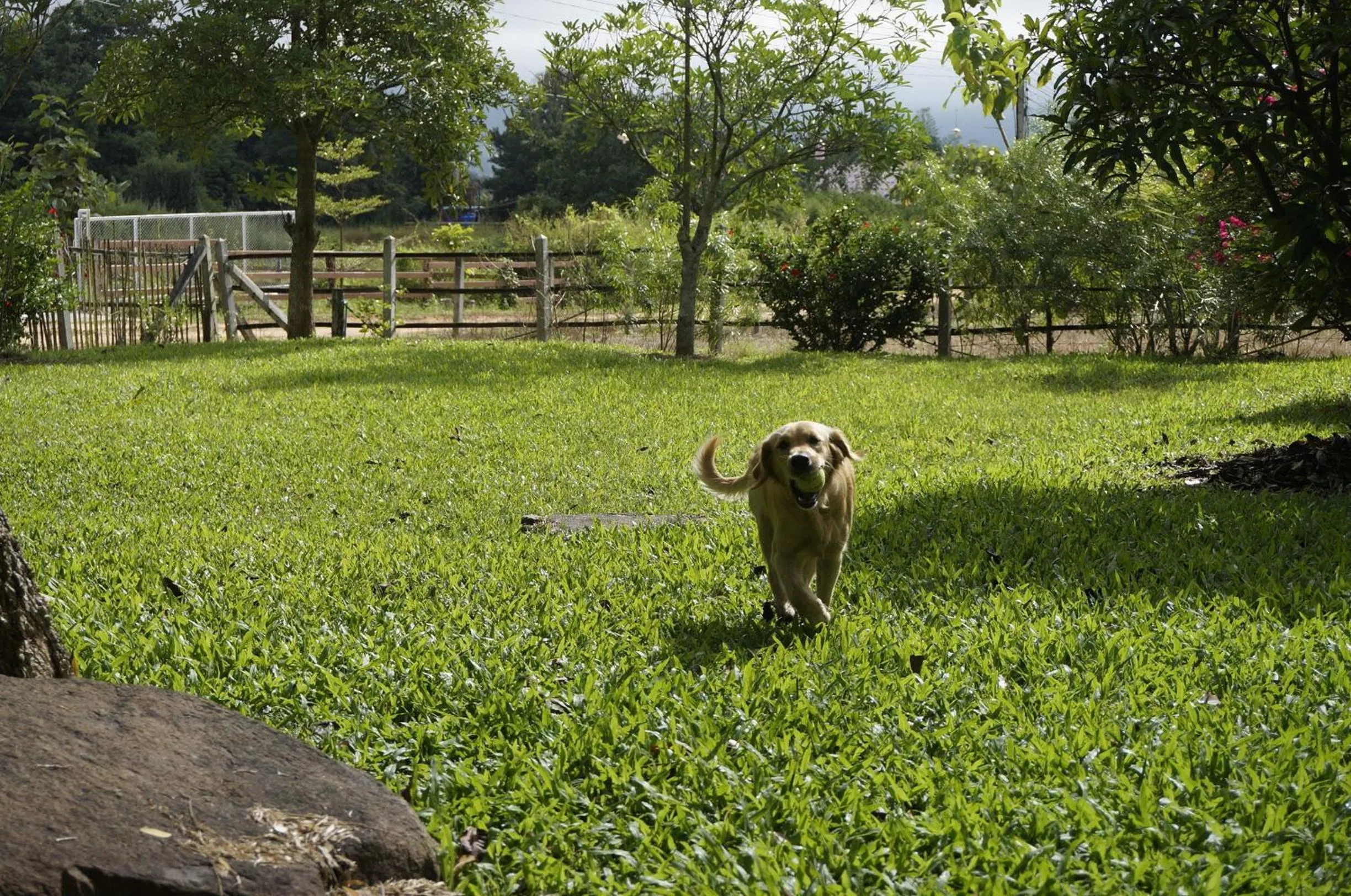 Garden in Bannamhoo Bungalows