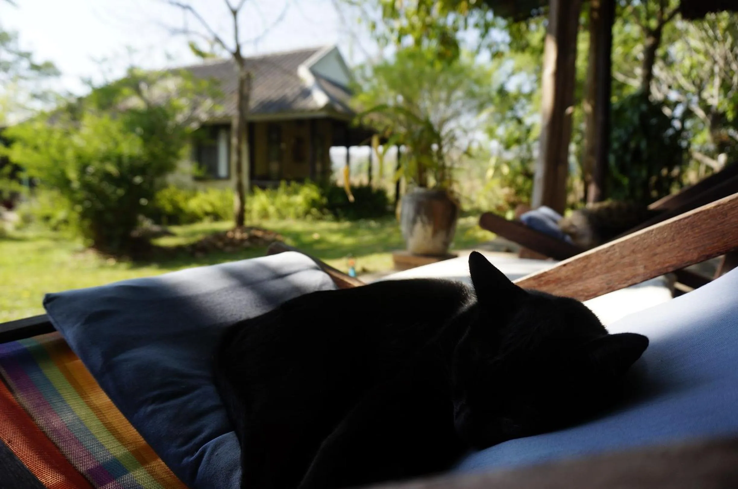 Pets in Bannamhoo Bungalows