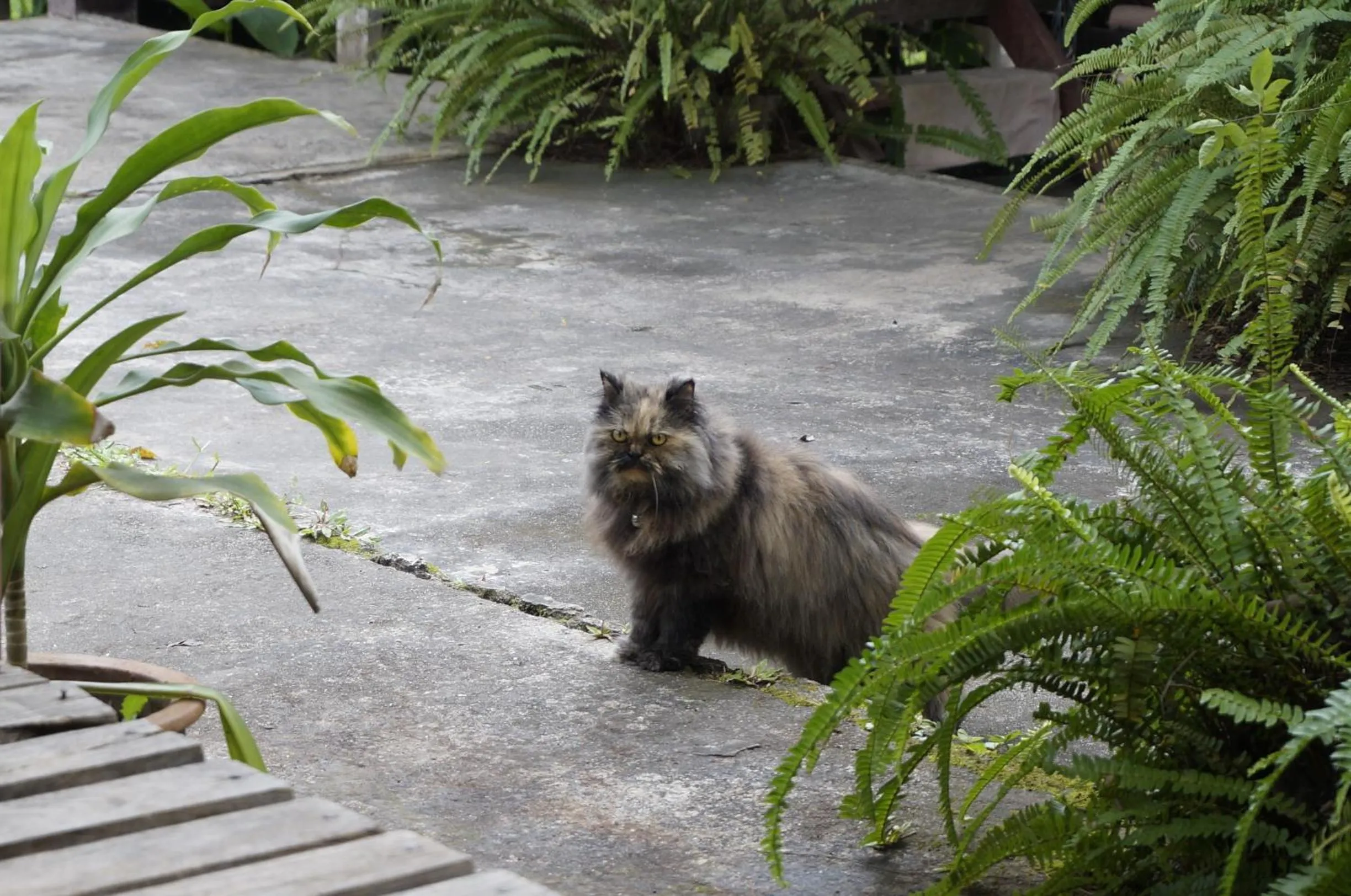 Pets in Bannamhoo Bungalows