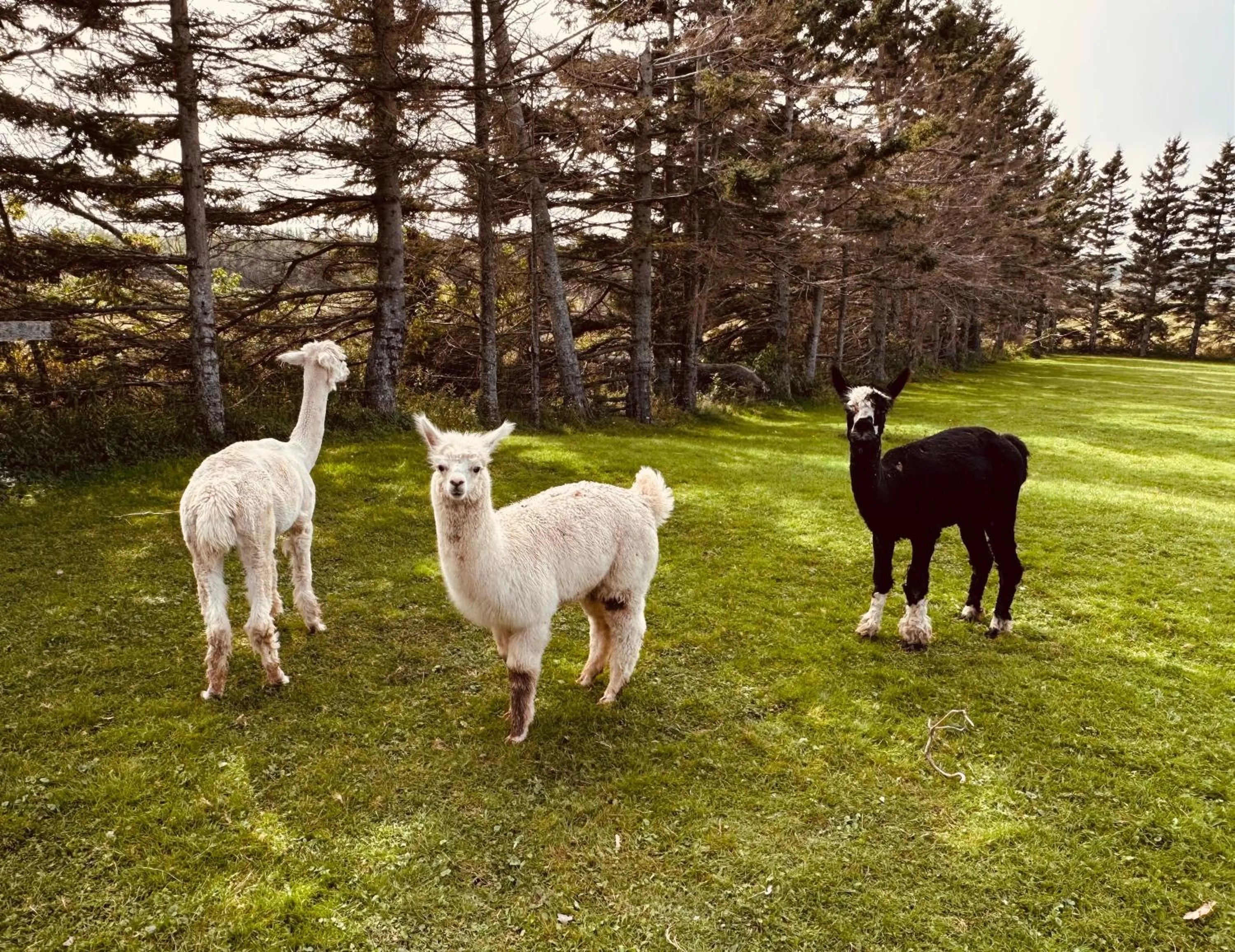 Animals in Island Life Cottages