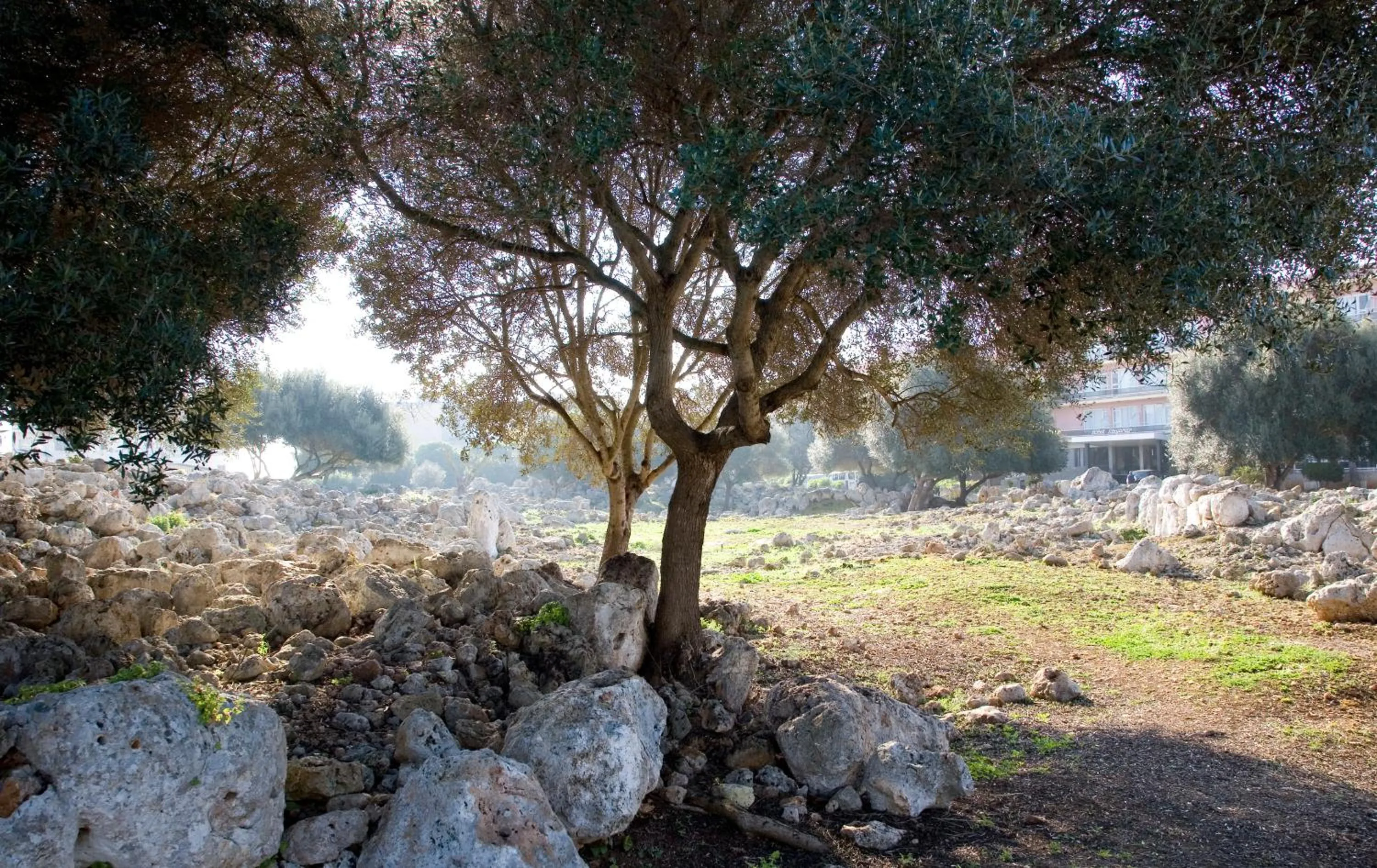 Natural landscape in Hotel Mariant