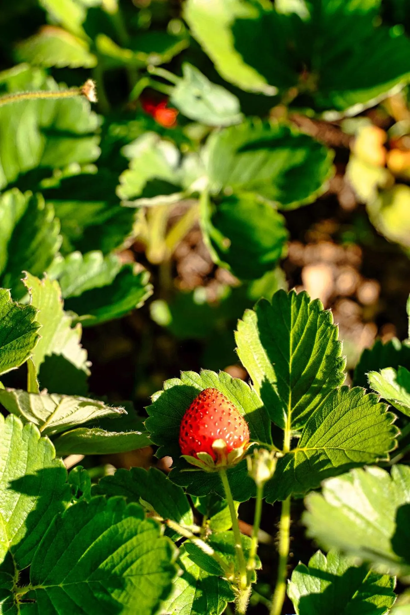 Garden in The Loubird Inn