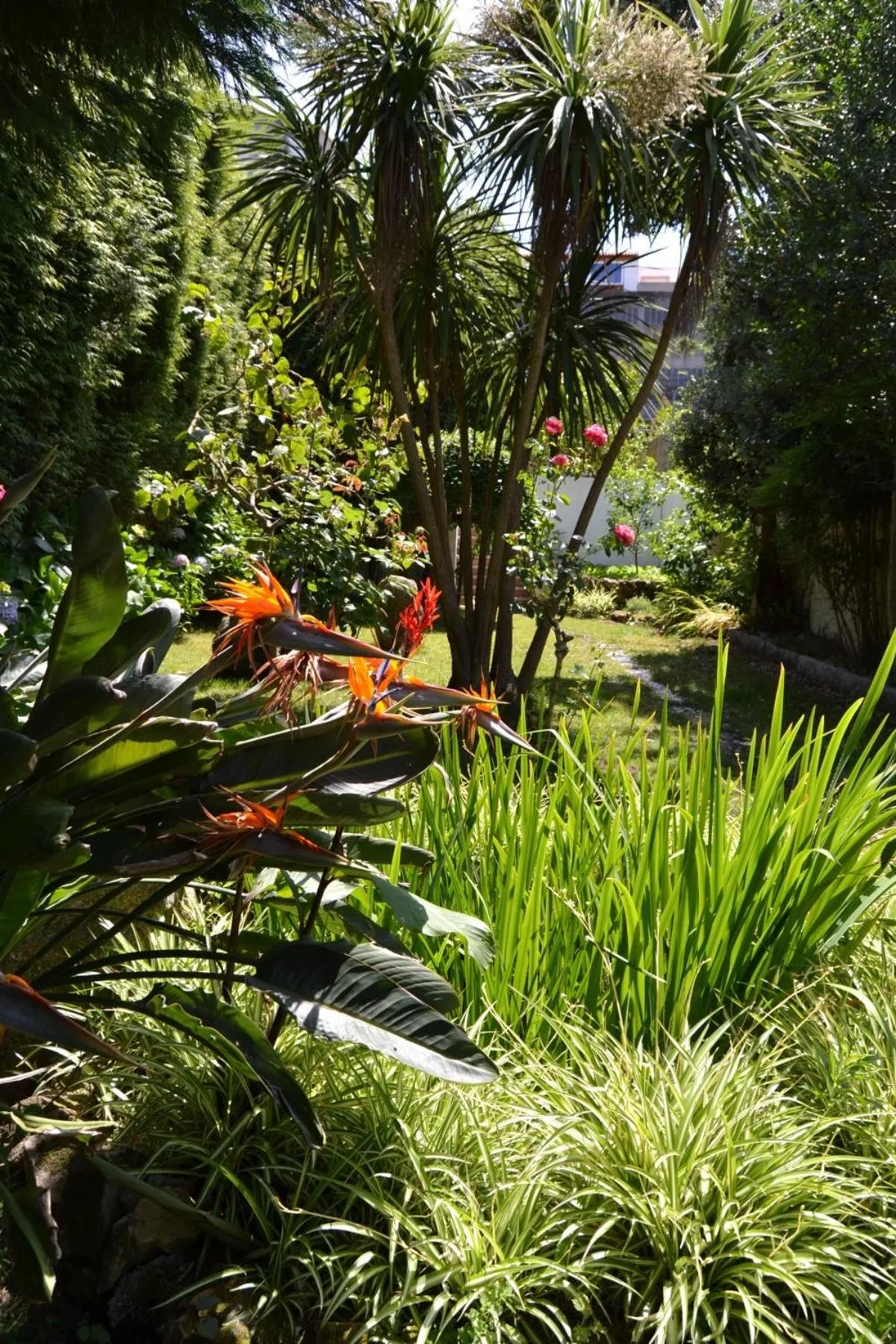 Garden in Hotel Amandi