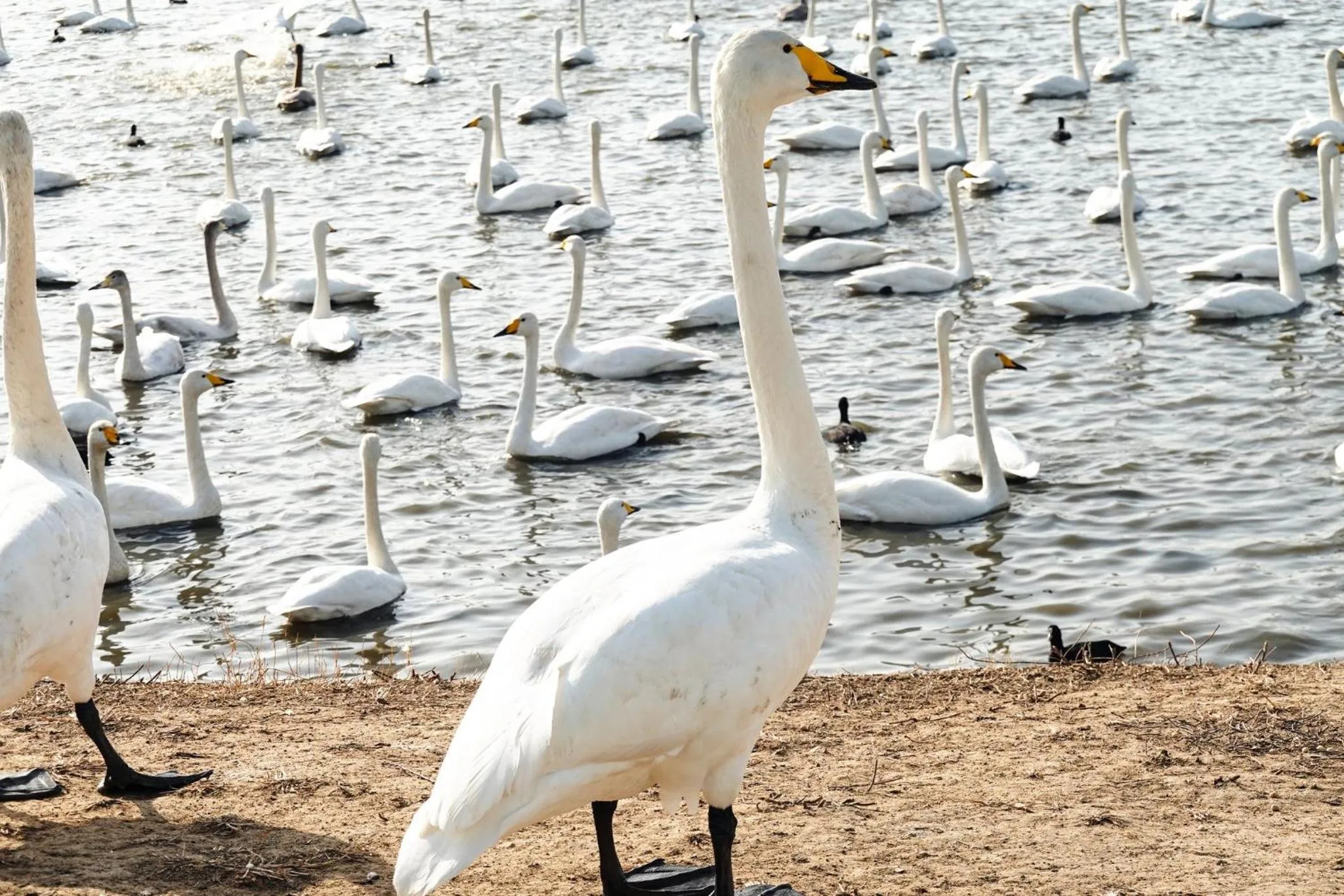 Nearby landmark in Crowne Plaza Weihai Binhai by IHG