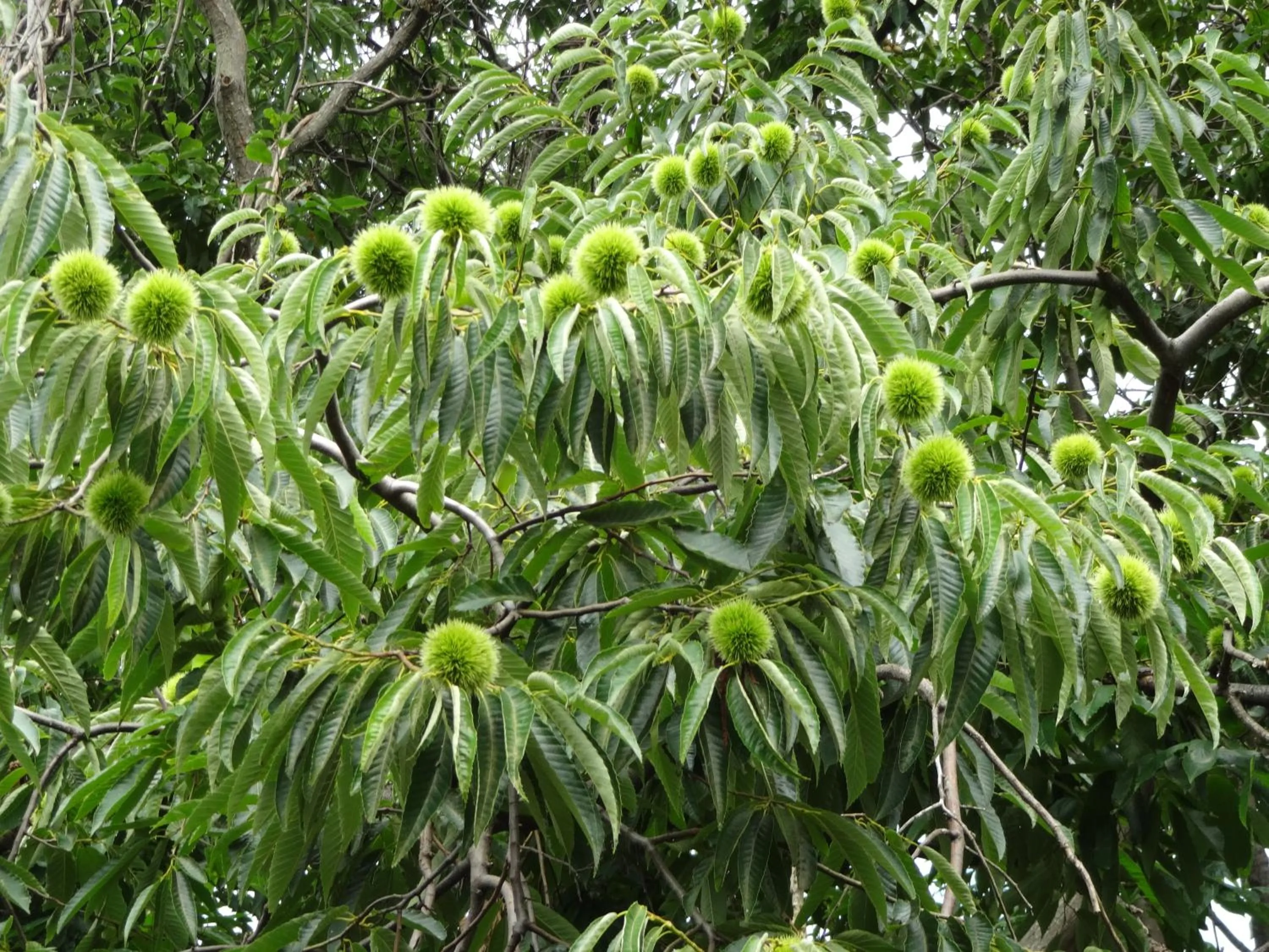 Autumn in La Cachette