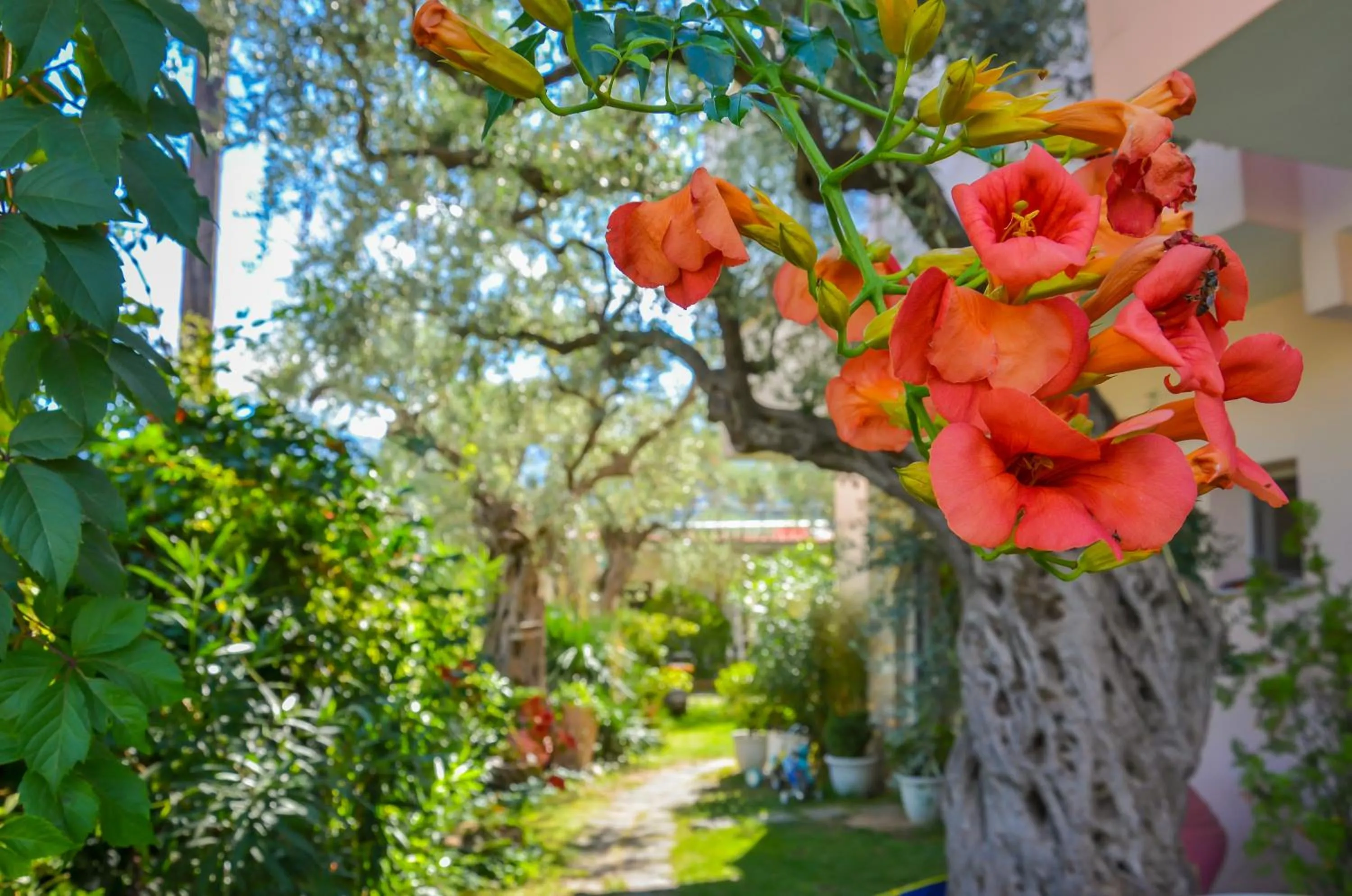 Garden in Villa Eden