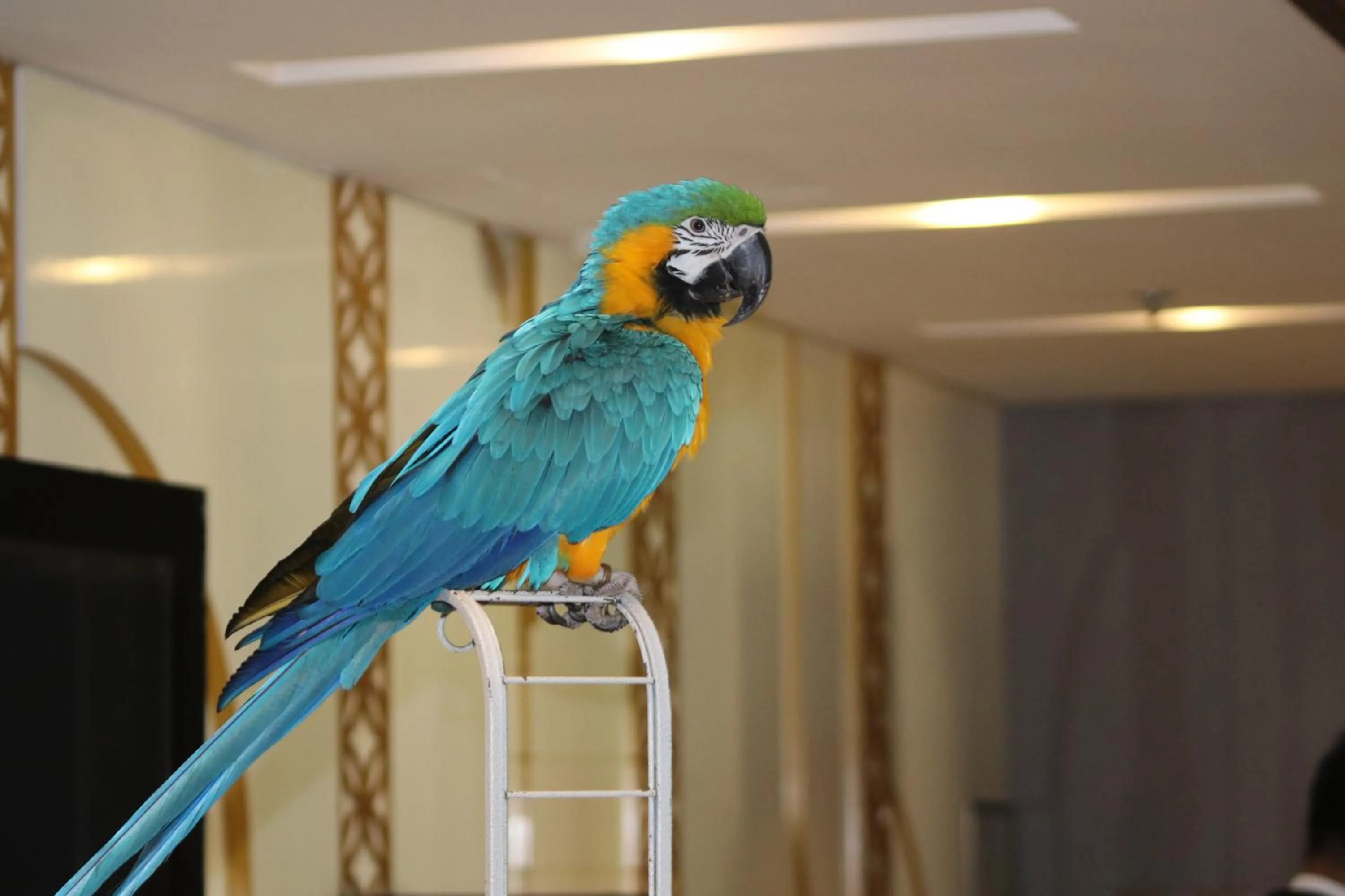 Animals in Lagoona Beach Luxury Resort and Spa