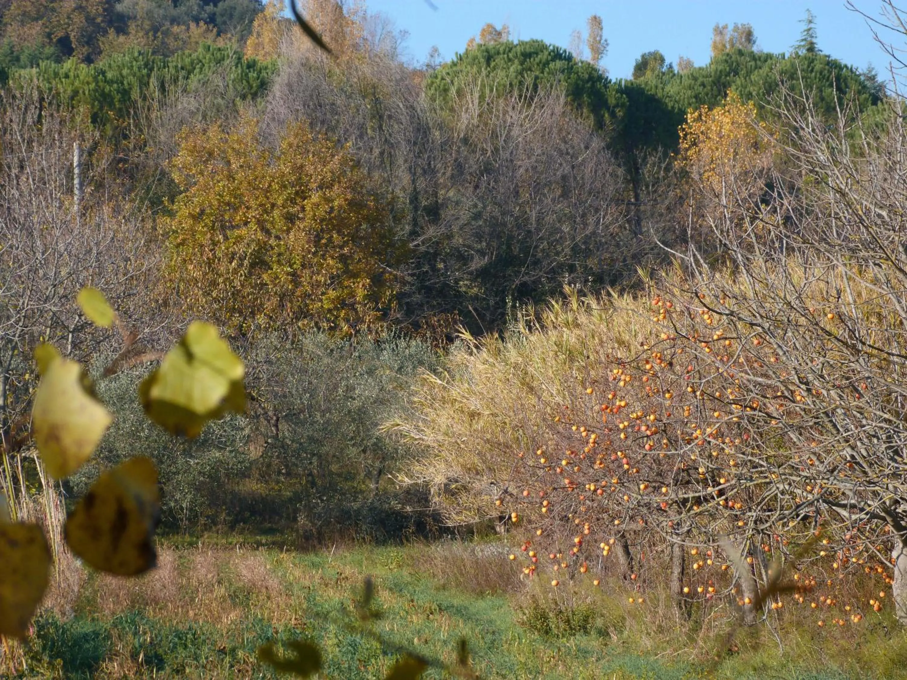 Garden in Pian del Pigro