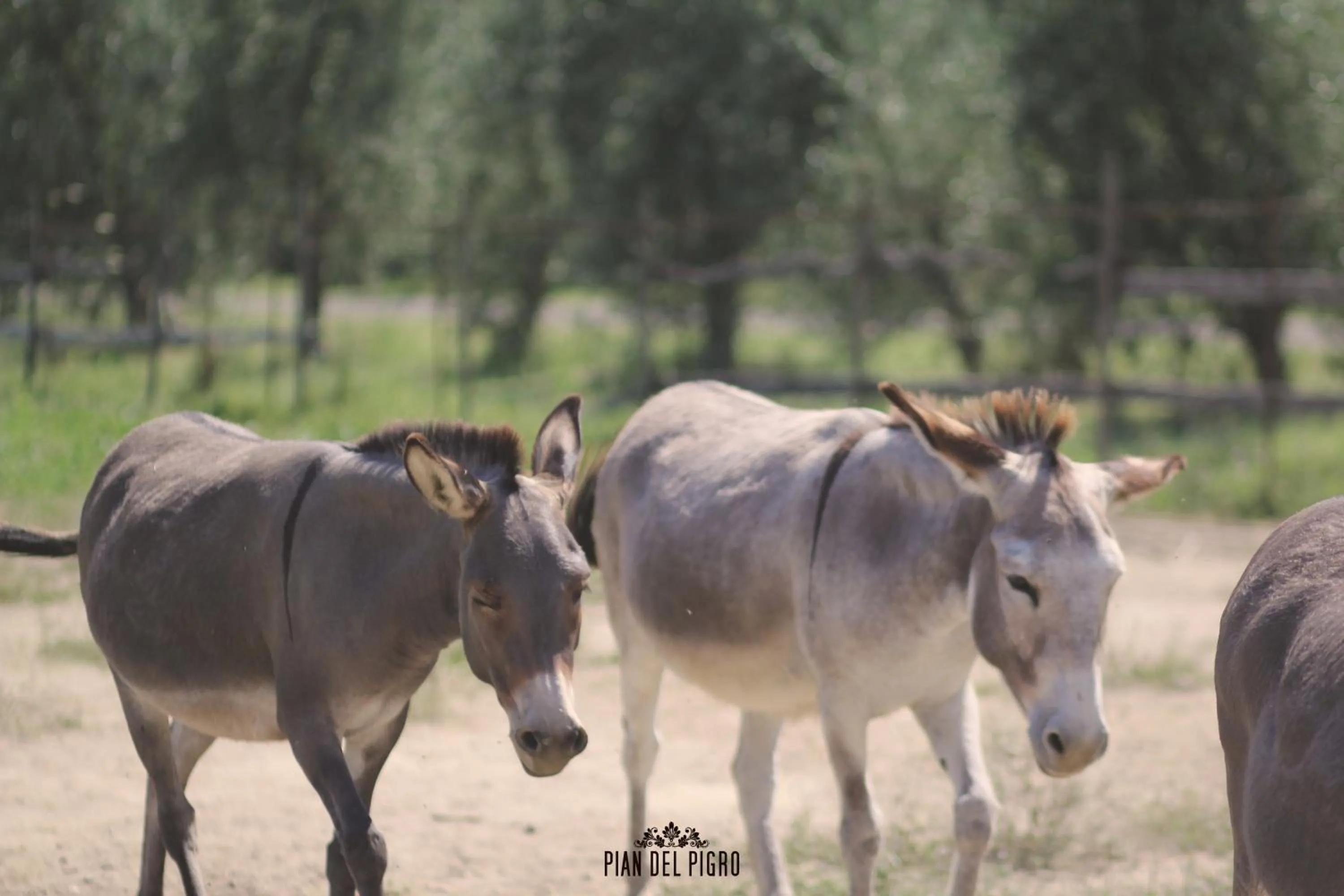 Animals in Pian del Pigro