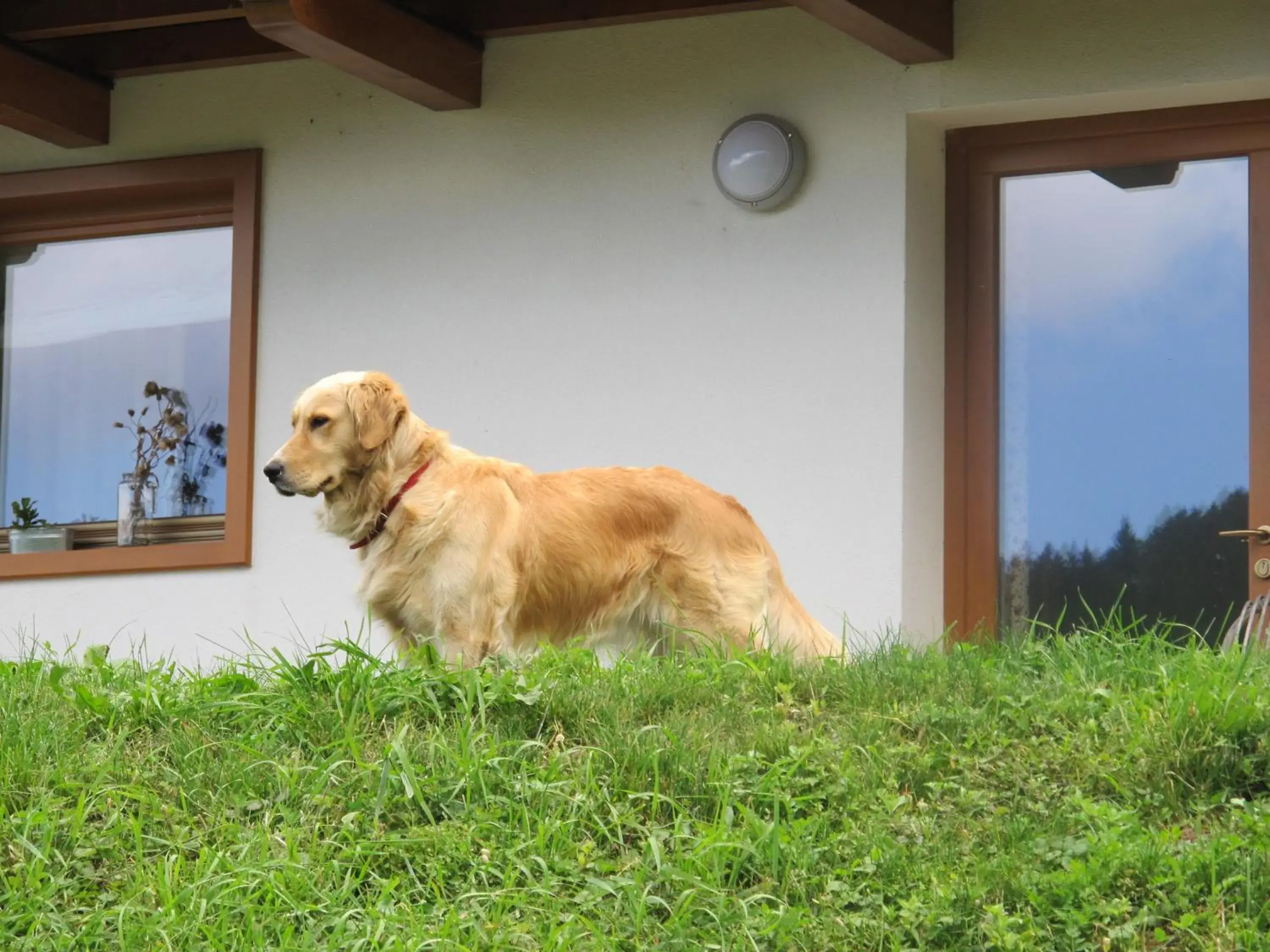 Il Cardo Trentino Il Cardo Trentino