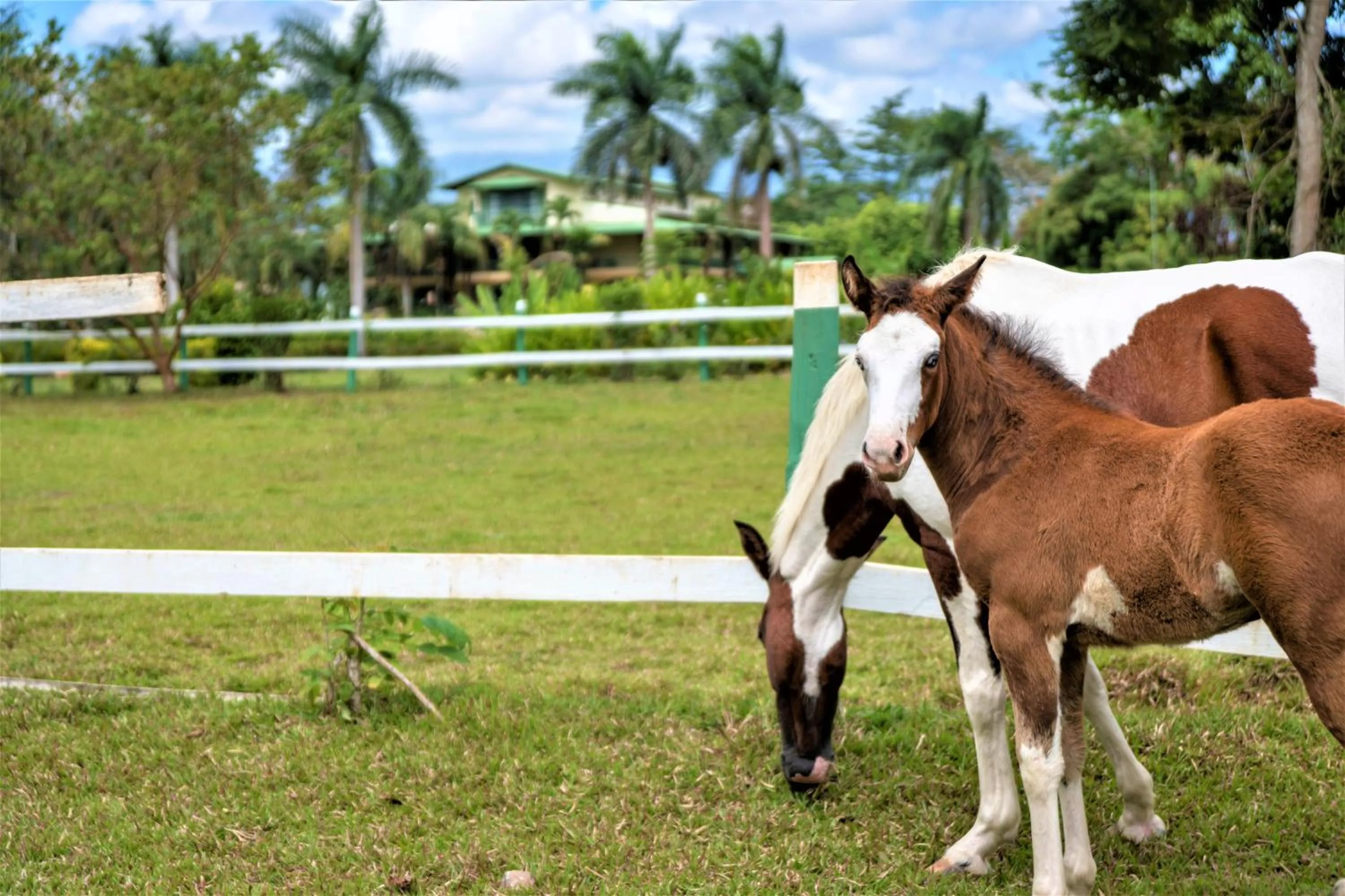 Animals in Hotel Casa Turire
