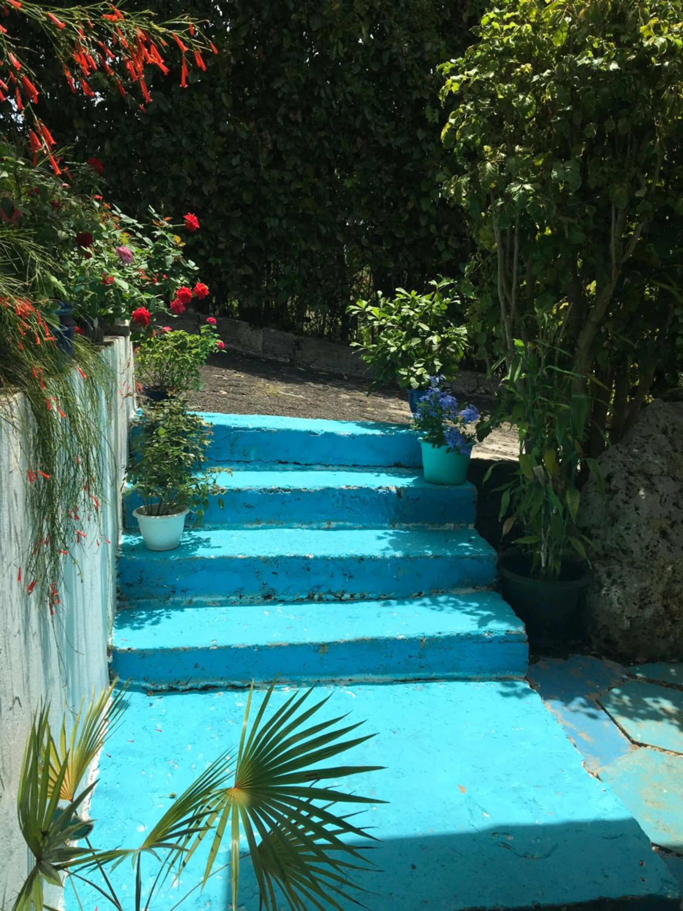 Garden in Hotel Cap Sud Caraibes