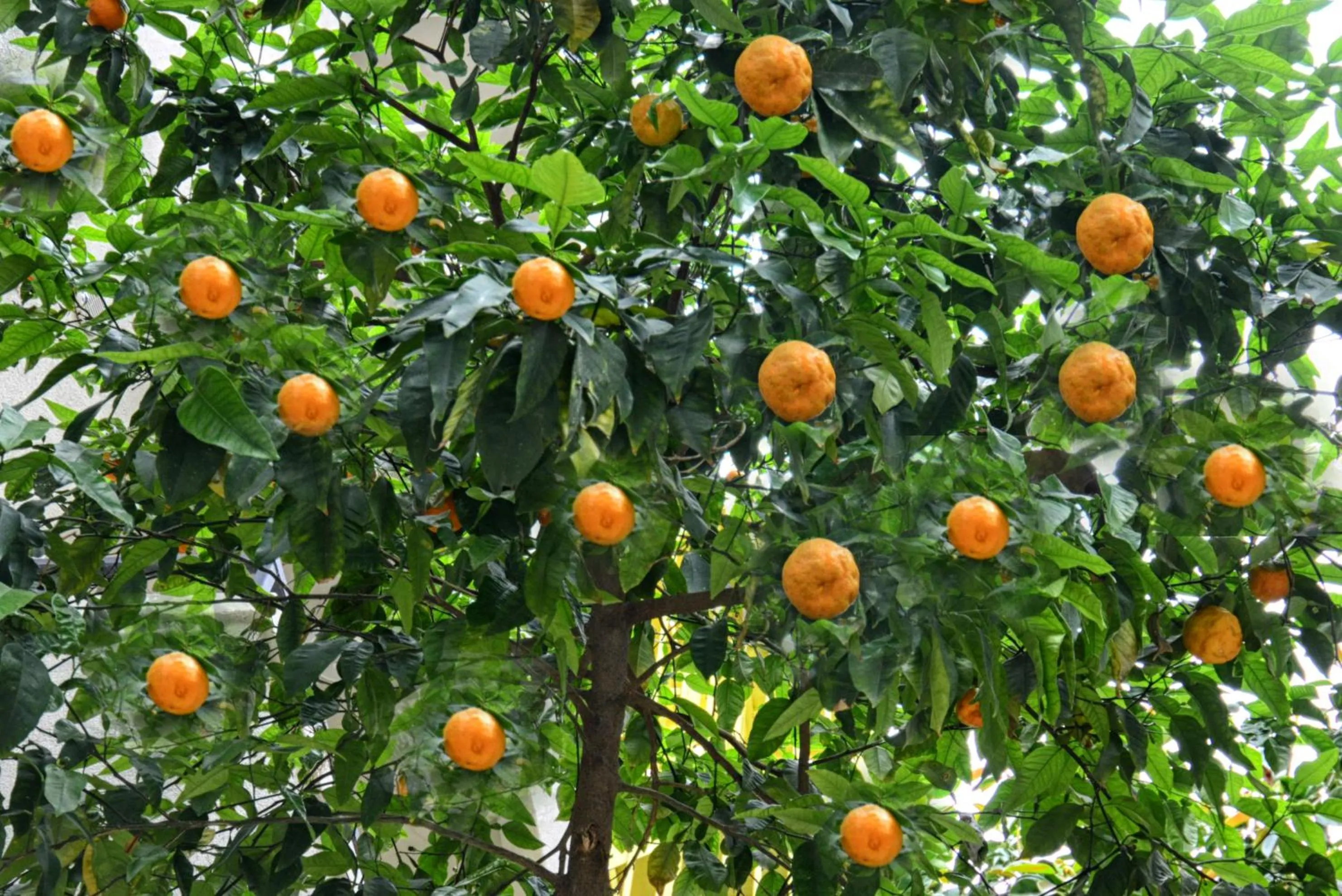 Natural landscape in City Hotel Marmaris
