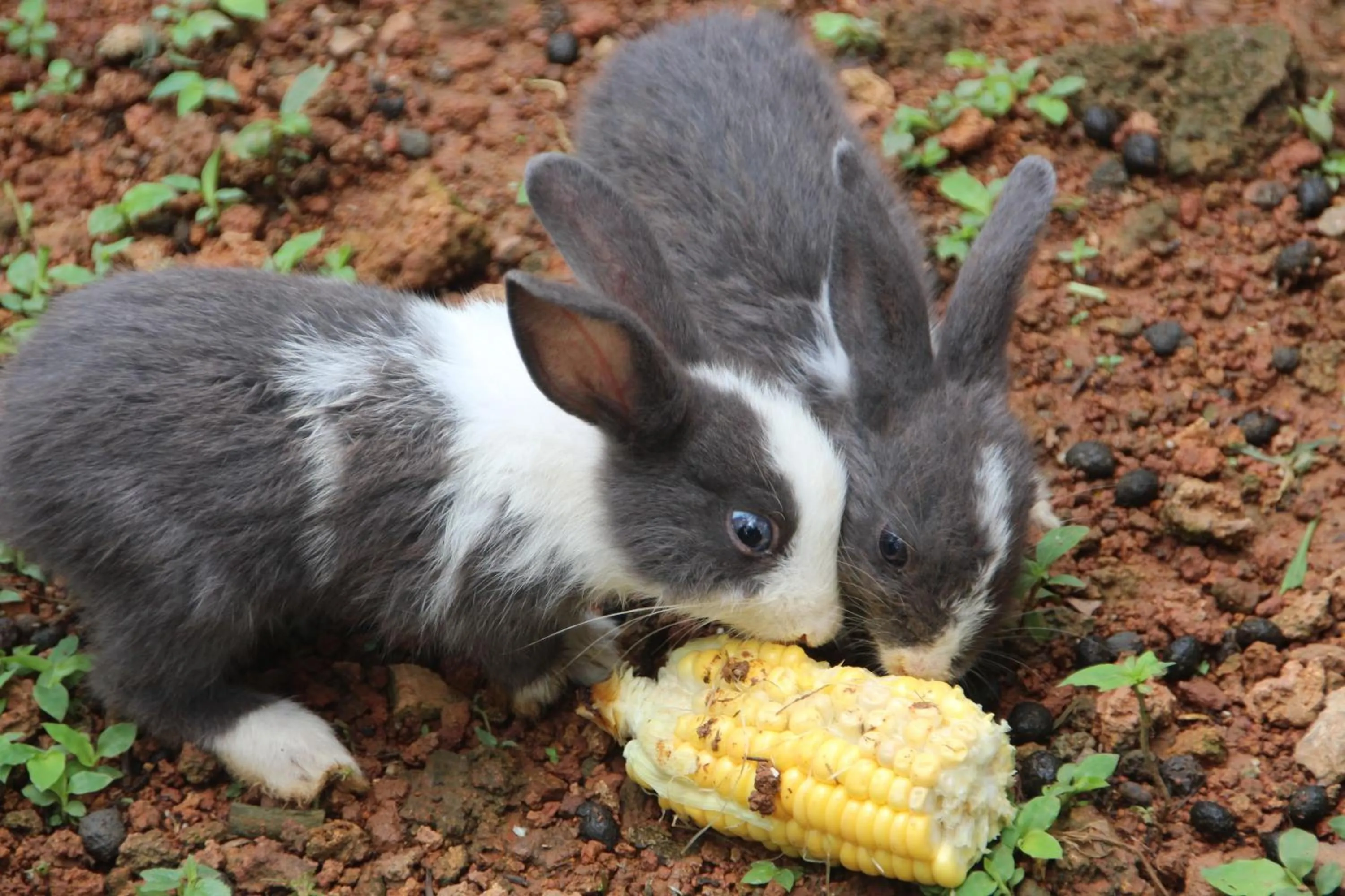 Pets in de Bintan Villa
