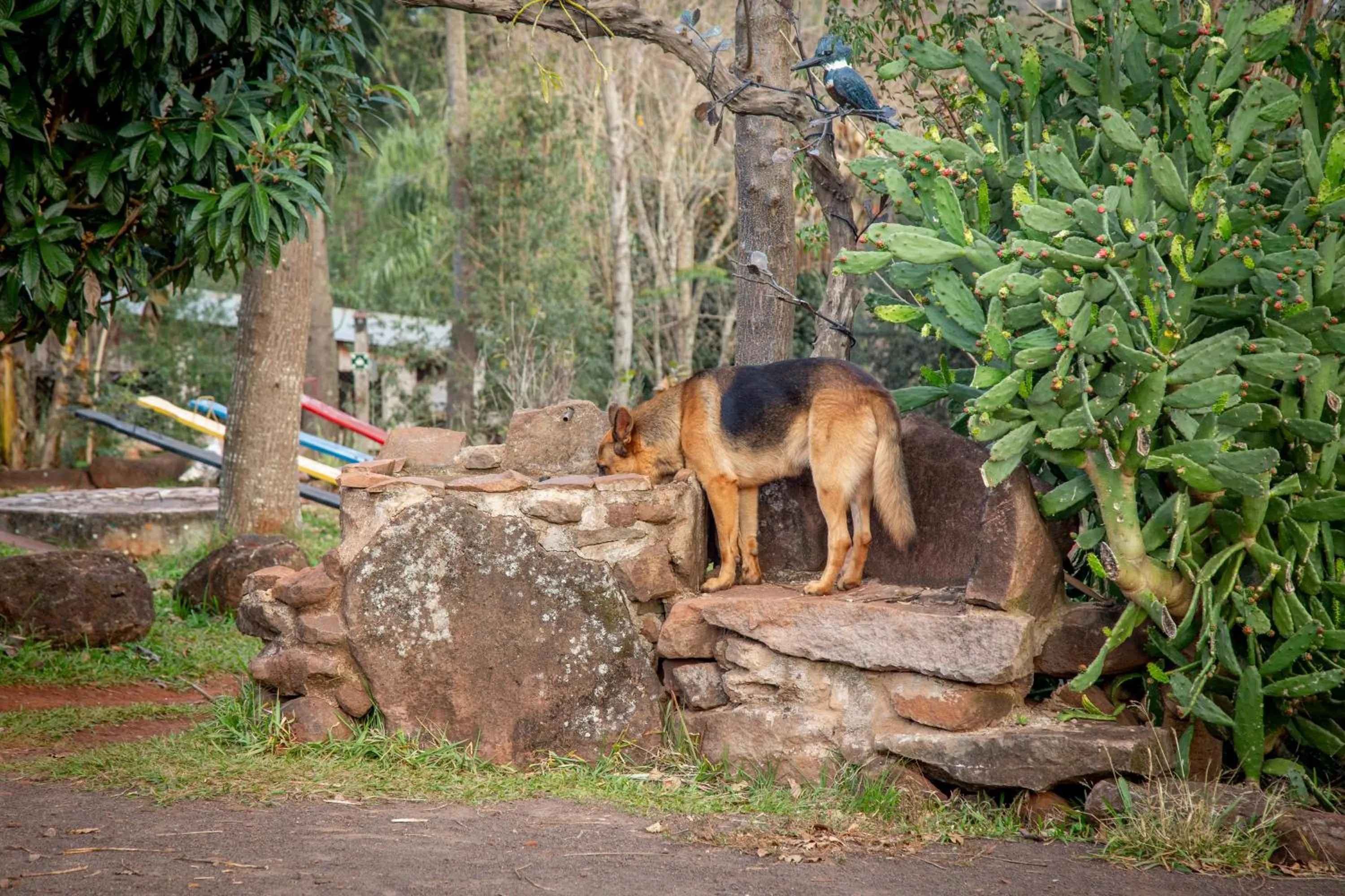 Pets in Granja La Lechuza Ecolodge
