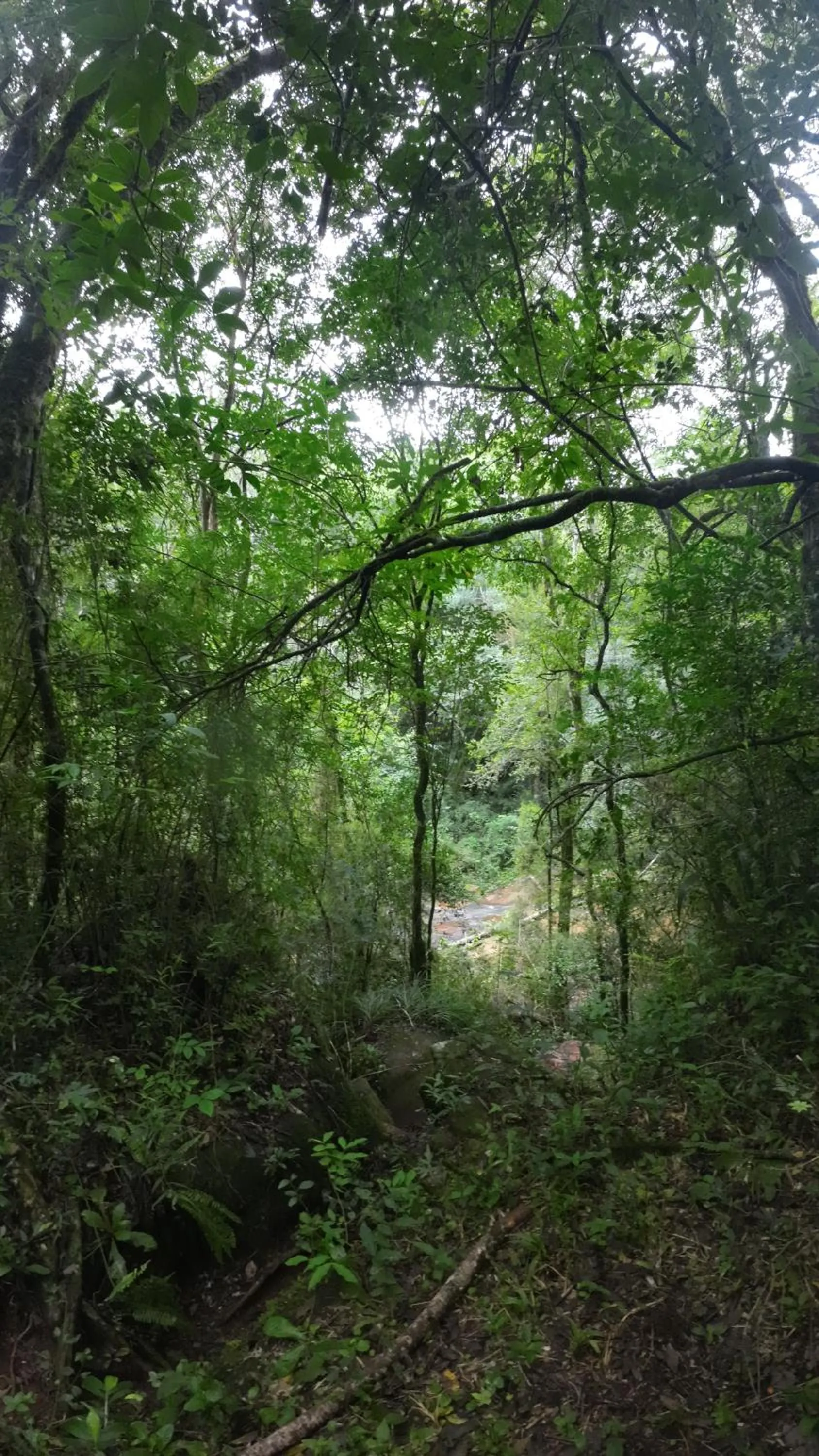 Natural landscape in Granja La Lechuza Ecolodge