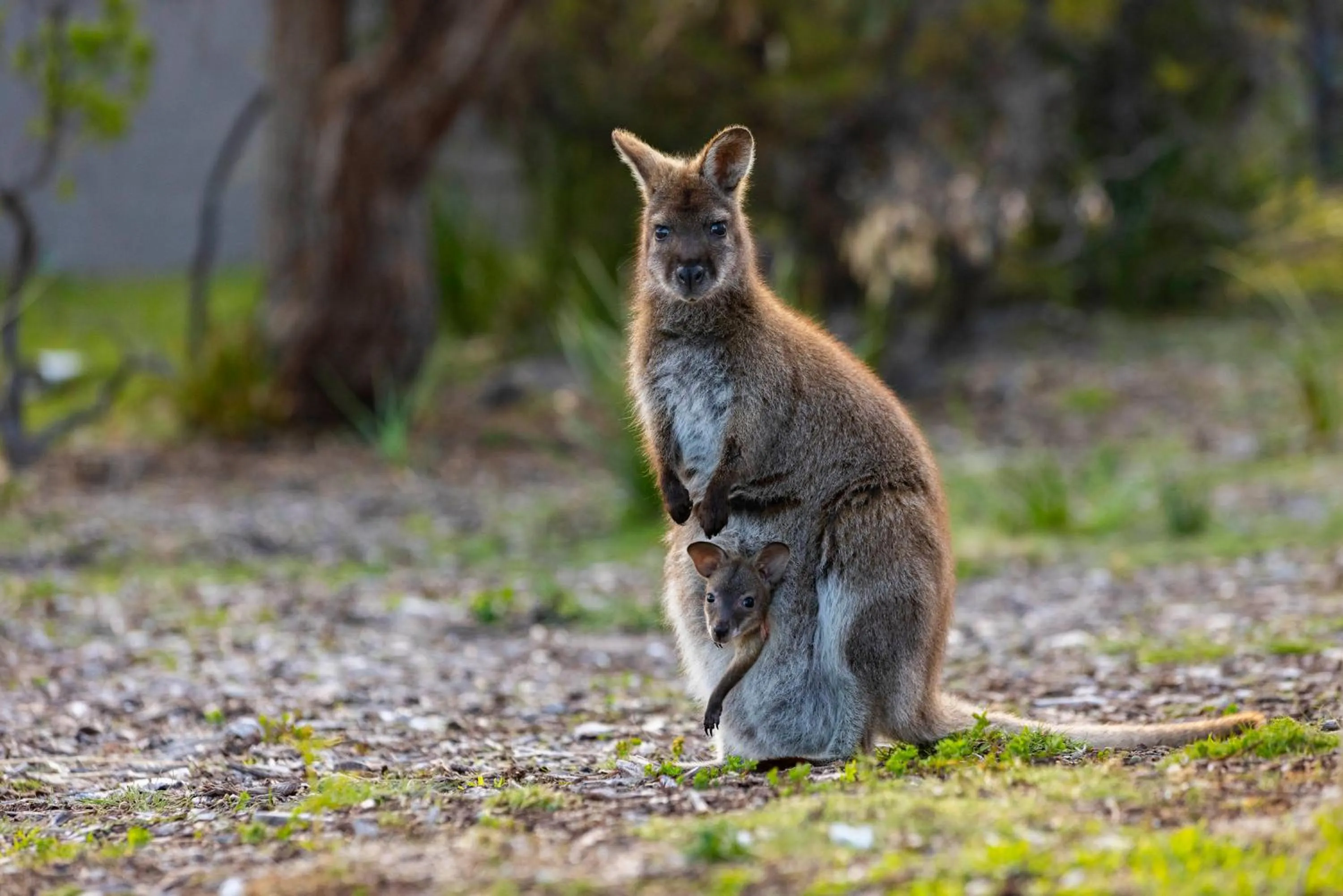 Animals in Edge of the Bay