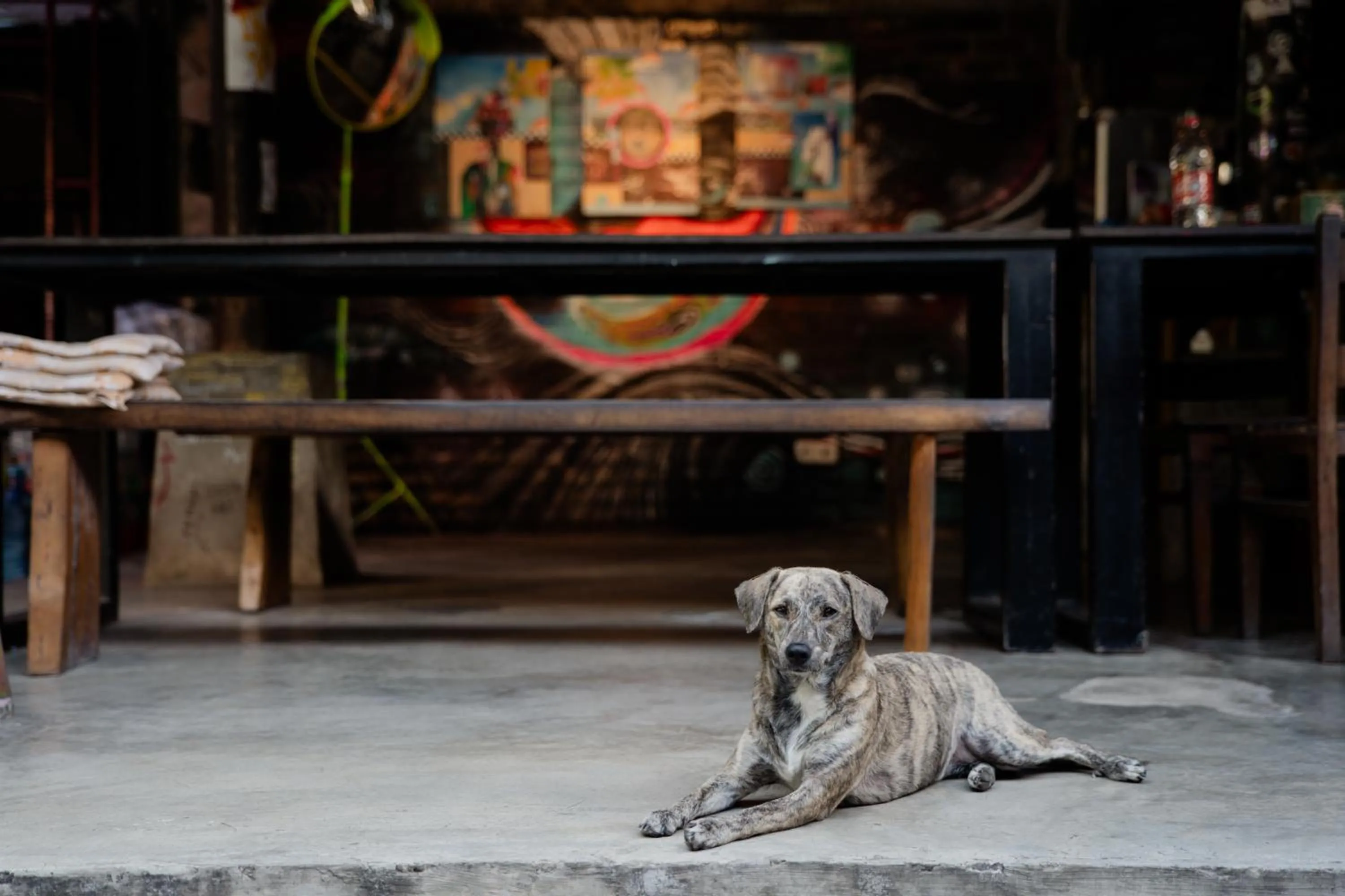 Pets in Da Housetel Kuta