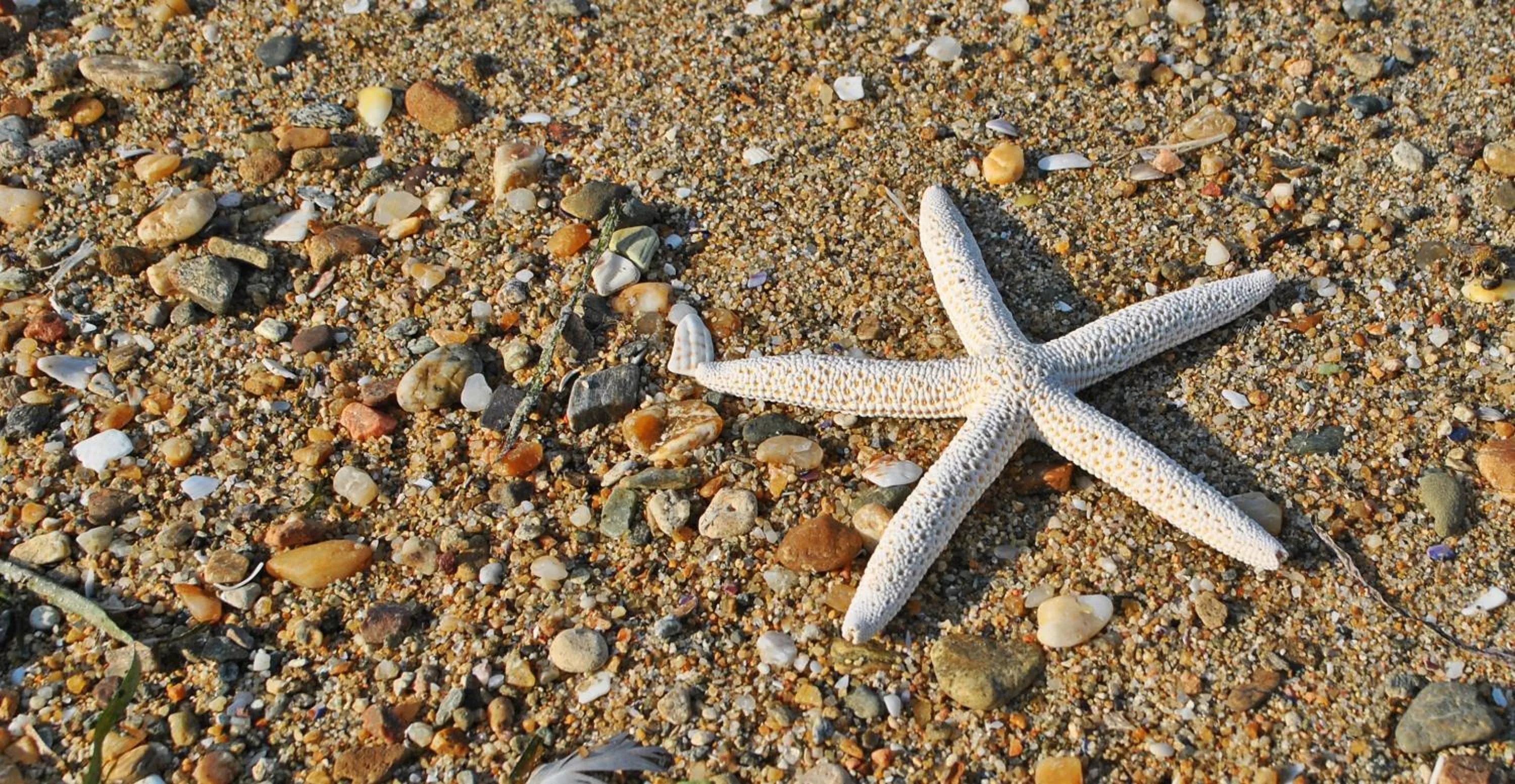 Beach in Angelbay Bungalows