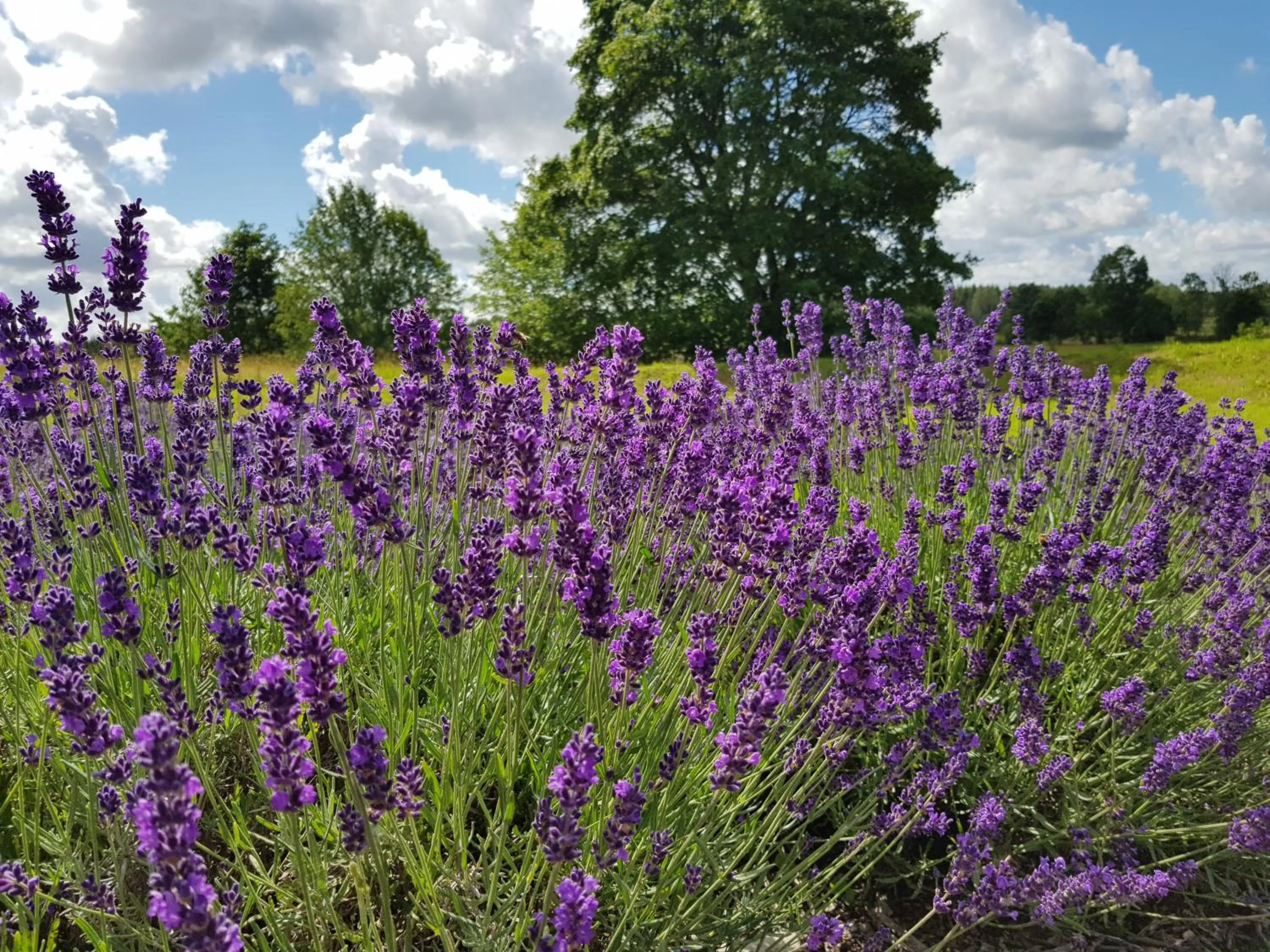 Entertainment in North Lakeside Villa Plateliai