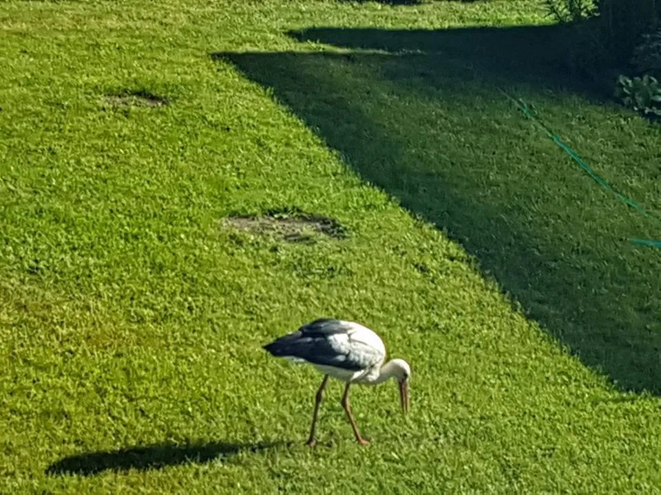 Neighbourhood in North Lakeside Villa Plateliai