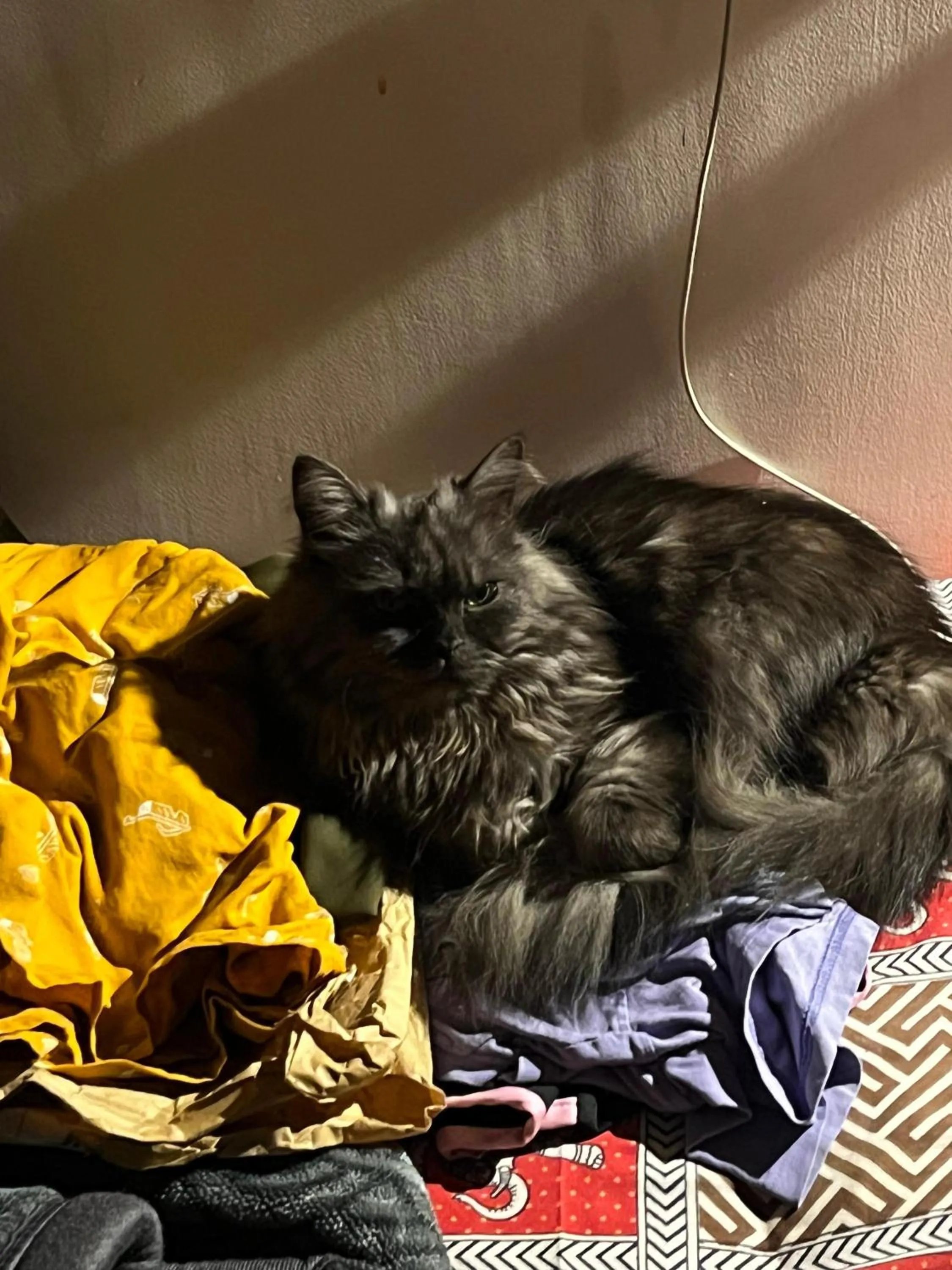 Restaurant/places to eat in The Pink Chapter Hostel, Jaipur